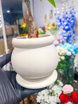 パキラ
