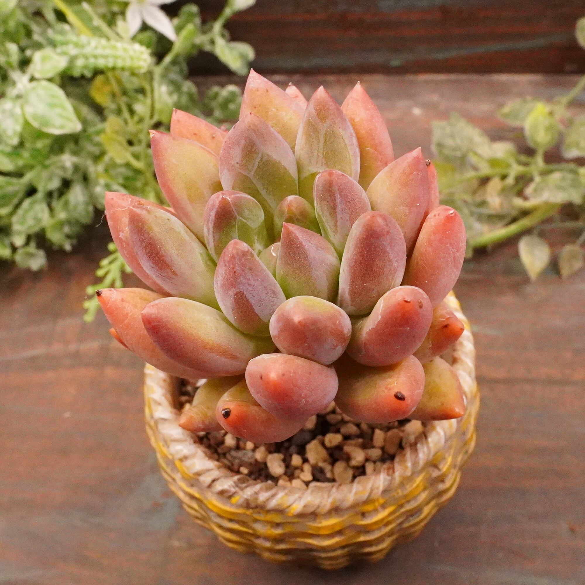 多肉植物 エンジェルスフィンガー カット苗 10個 エンジェルフィンガー