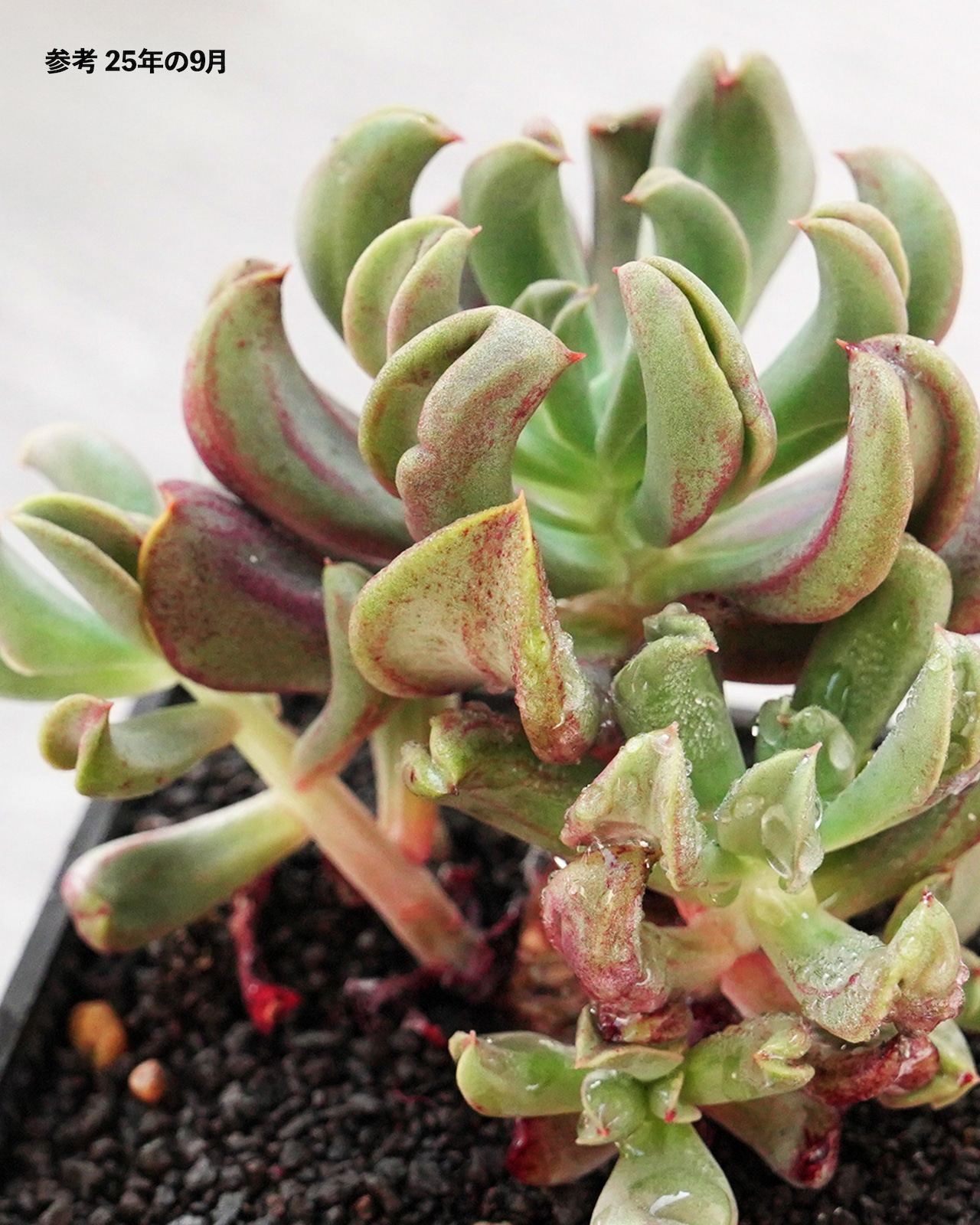 【PREMIUM】切りたて新鮮カット苗 ブラックホーク 極み株 Echeveria 'Black Hawk'