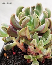 【PREMIUM】切りたて新鮮カット苗 ブラックホーク 極み株 Echeveria 'Black Hawk'