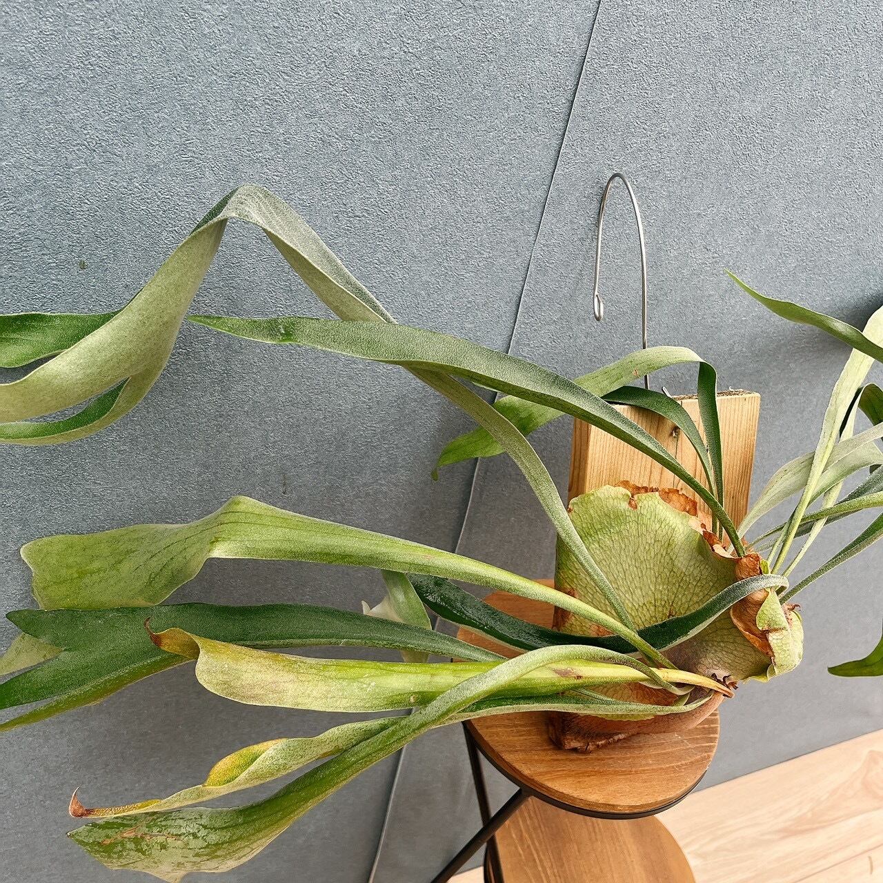 ビカクシダ 吊り鉢 大きめ 緑色 現品］S ビカクシダ コウモリラン 板付 観葉植物 室内 おしゃれ 吊り