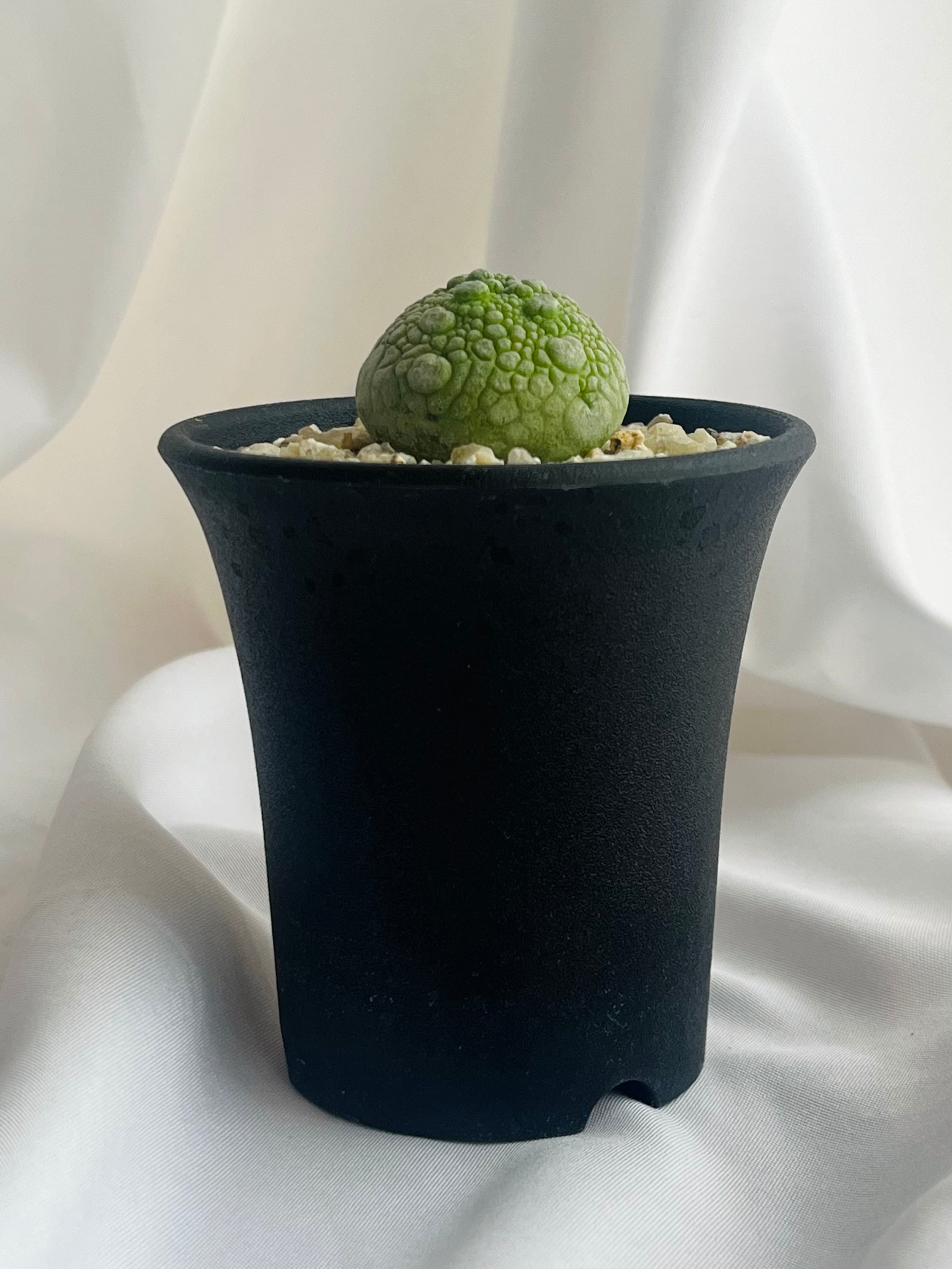 Pseudolithos migiurtinus プセウドリトス ミギウルティヌス 多肉植物