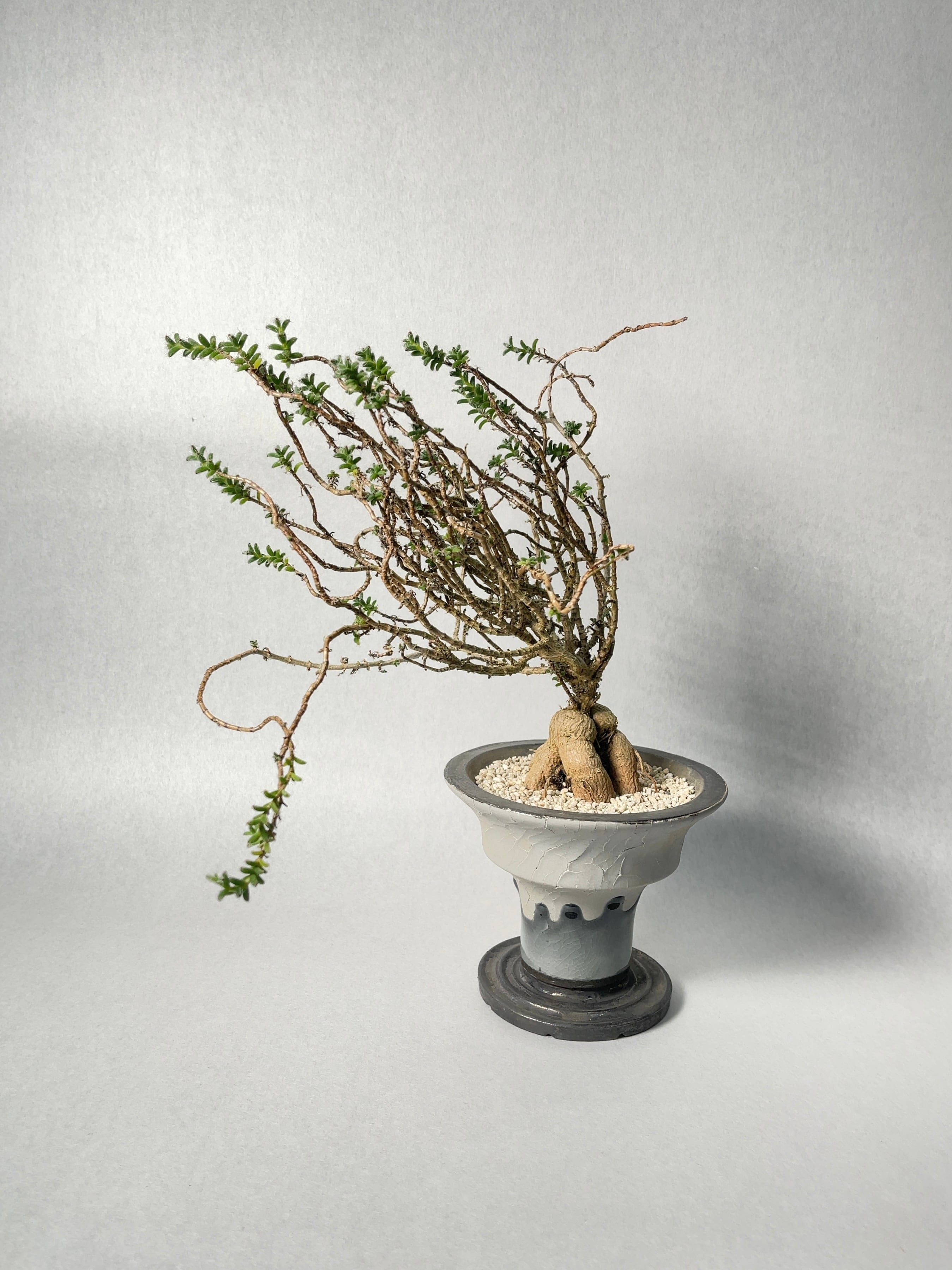 トリコディアデマ・姫紅小松 | trigger