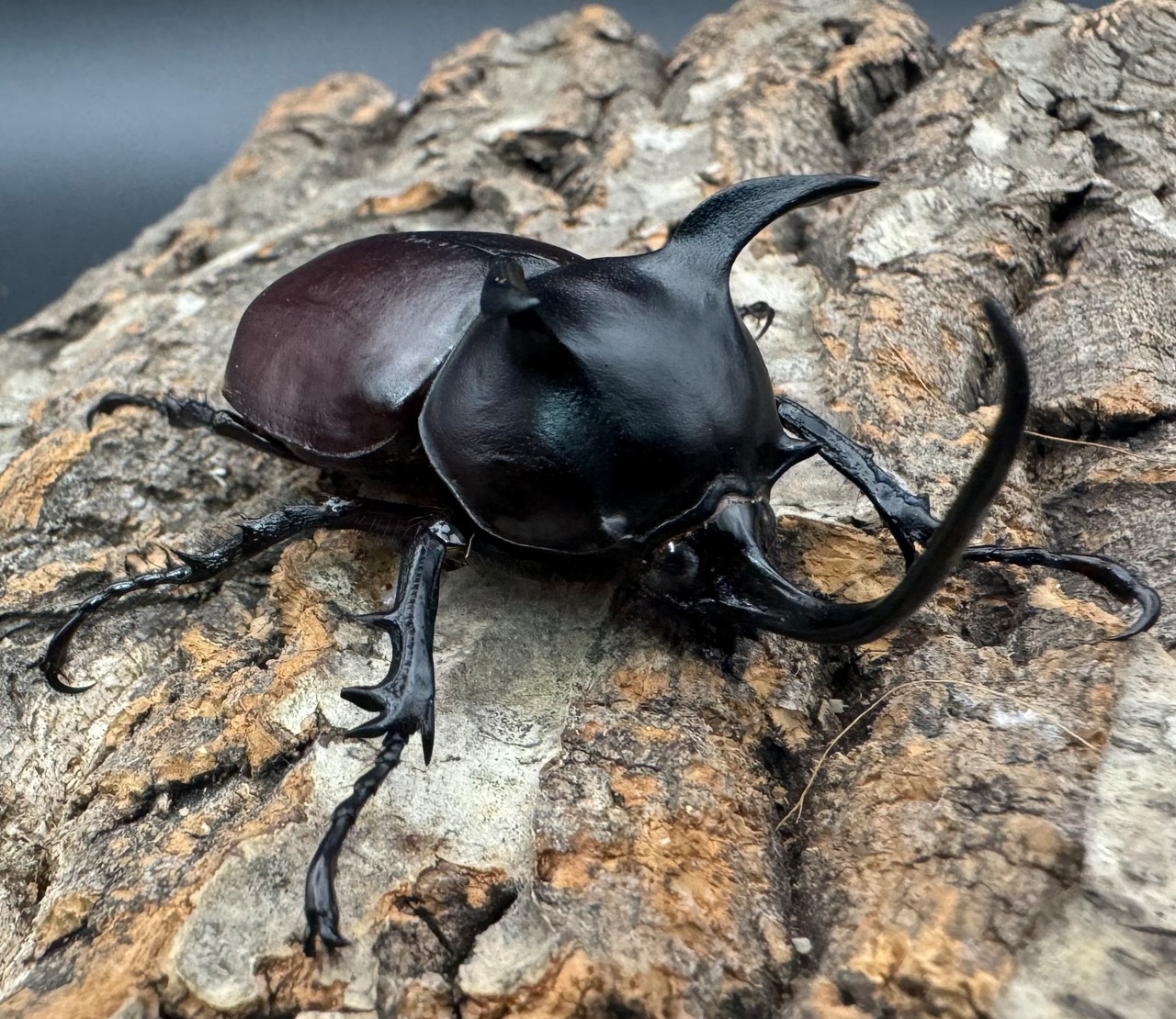 【WD】《シャムゴホンツノカブト 60mm ペア》