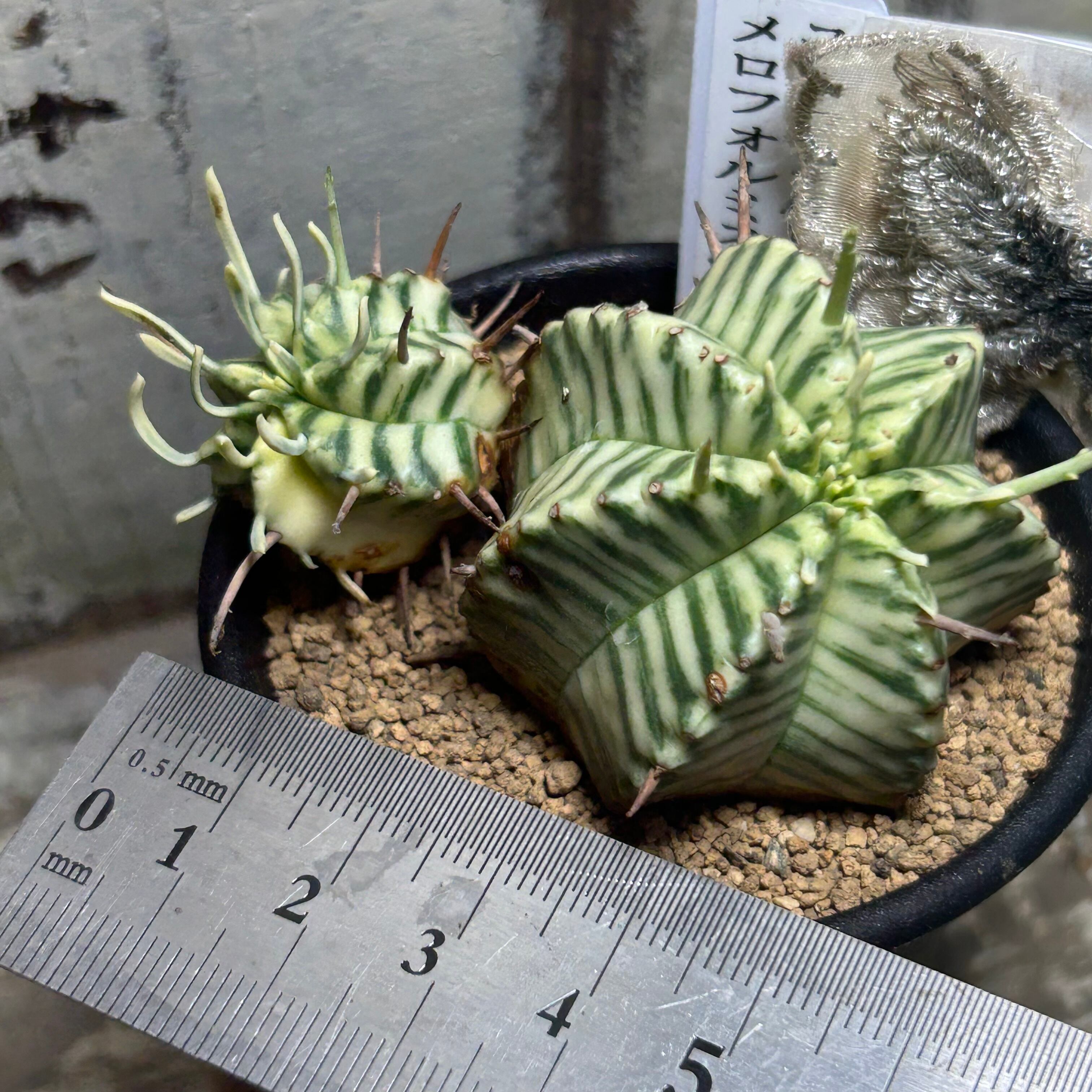 A)ユーフォルビア メロフォルミス錦 | RuPo 多肉植物専門店