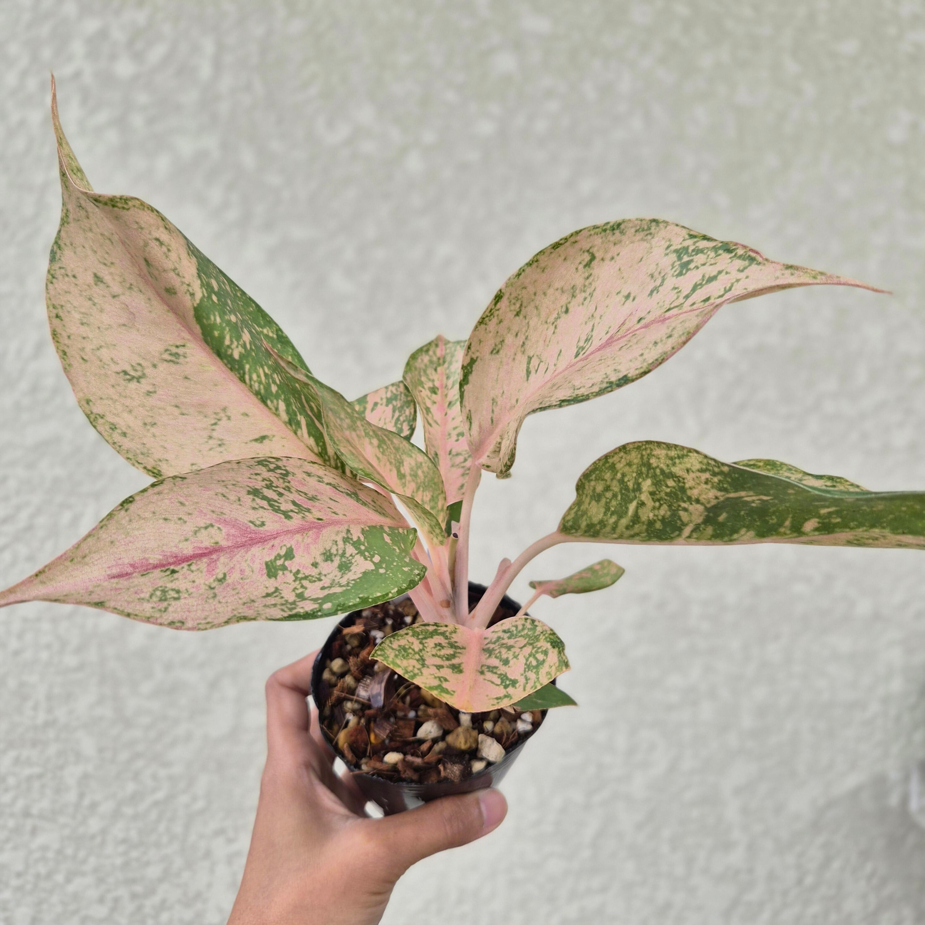 ②《Aglaonema Green Catherine 》アグラオネマ グリーンキャサリン 観葉植物 / レッドリーフ/ポット発送
