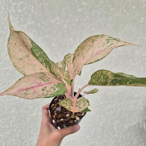②《Aglaonema Green Catherine 》アグラオネマ グリーンキャサリン 観葉植物 / レッドリーフ/ポット発送