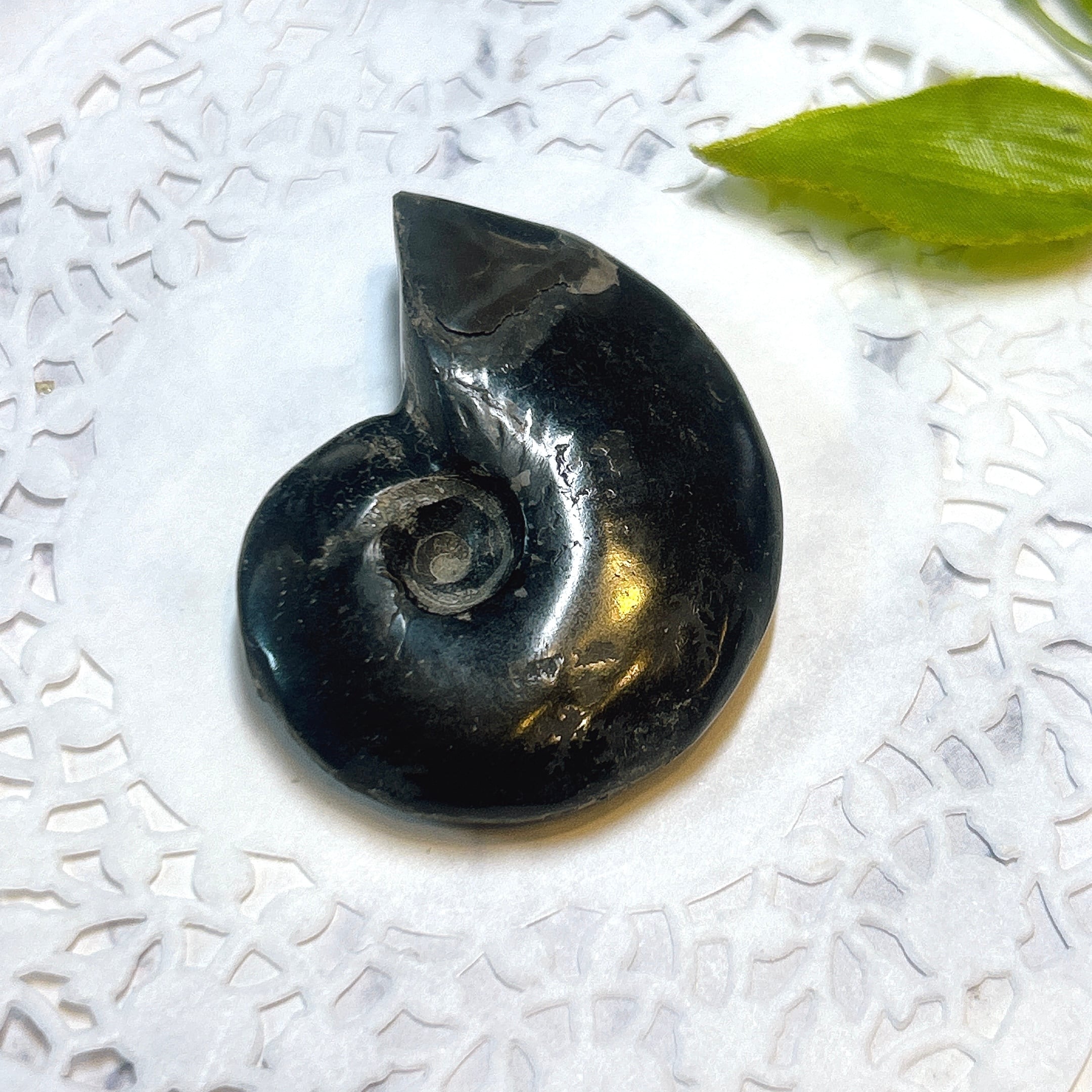 化石]アンモナイト（菊石） | クリスタル・ワールド御徒町店