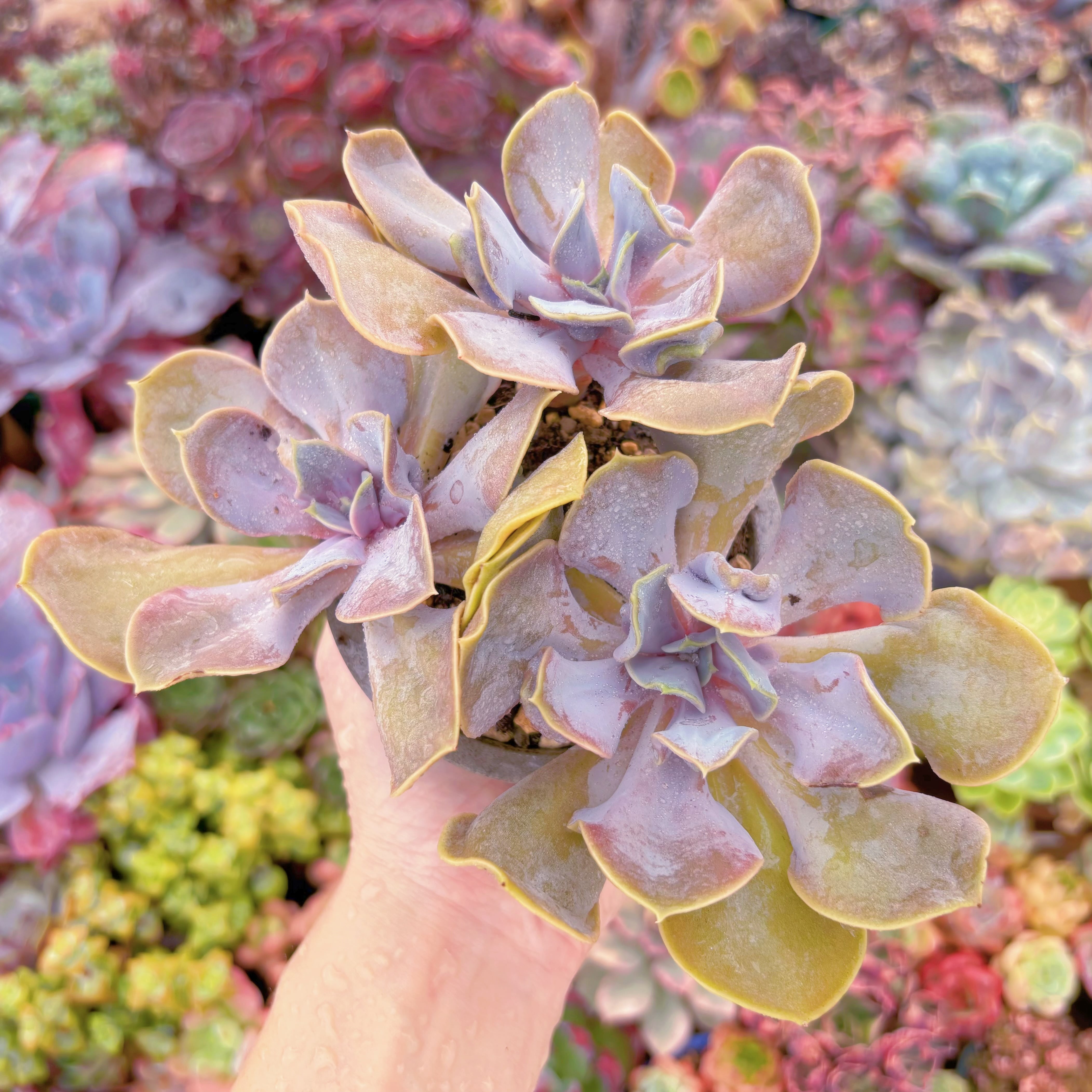 現品 ヴァルキリーエトランペット#B54 大群生 るる農園 | るる農園