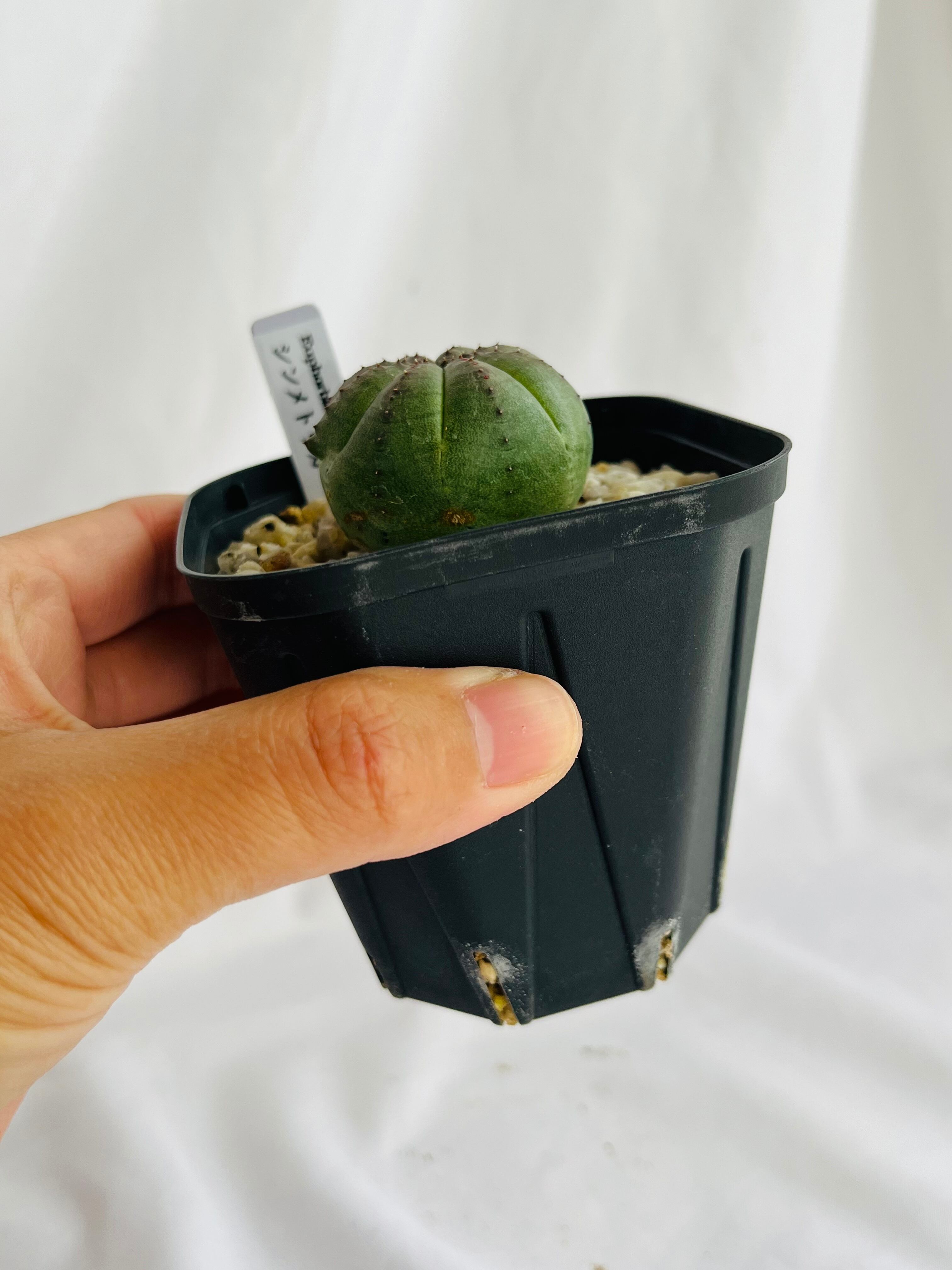 ユーフォルビア シンメトリカ 6.5cm鉢 実生 オベサ亜種 植物