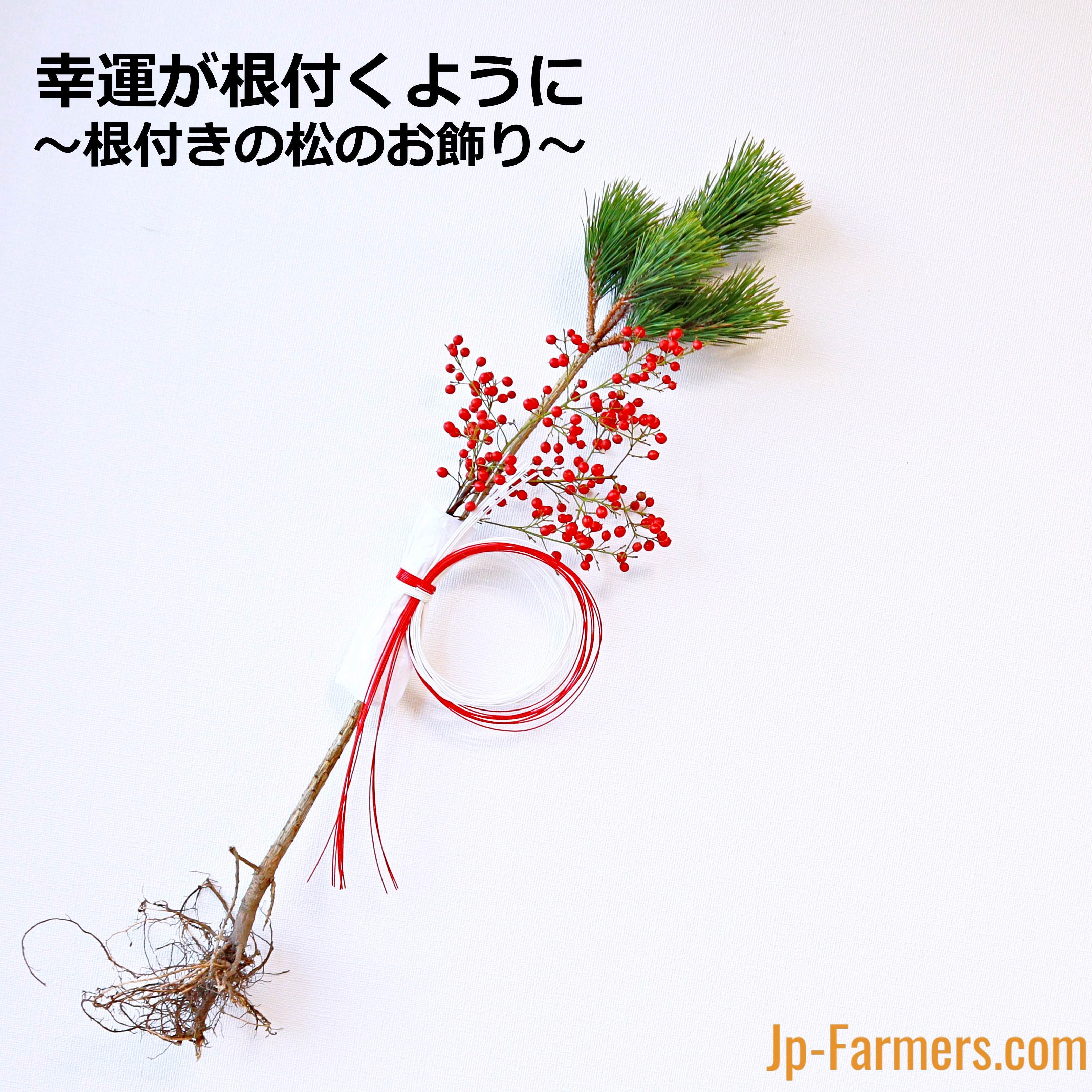 幸運が根付くように 彡 根付きの根引き松 正月飾り 1個 新鮮花の問屋 Jp Farmers Com 幸運が根付くように 彡 根付きの根引き松 正月飾り 1個 新鮮花の問屋 Jp Farmers Com