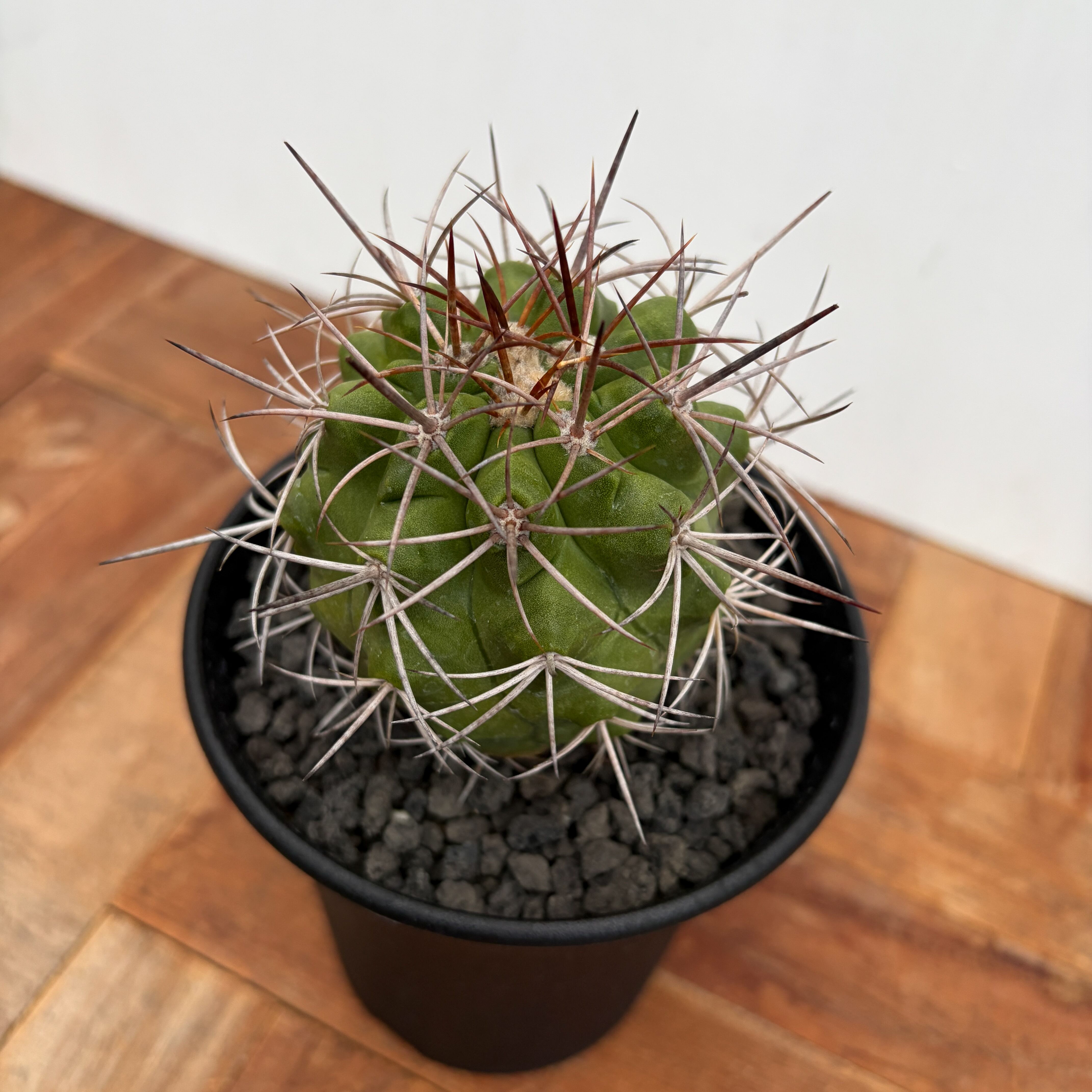 Copiapoa alticostata【コピアポア・アルチコスタータ・実生