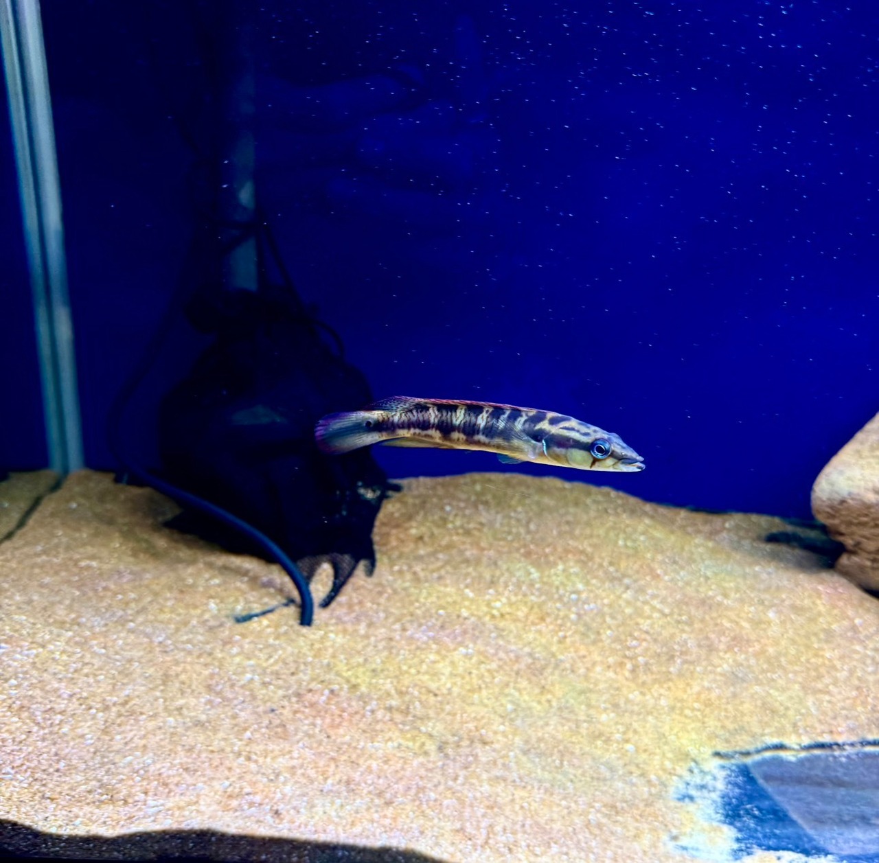 クレニキクラ　チチャ - 6