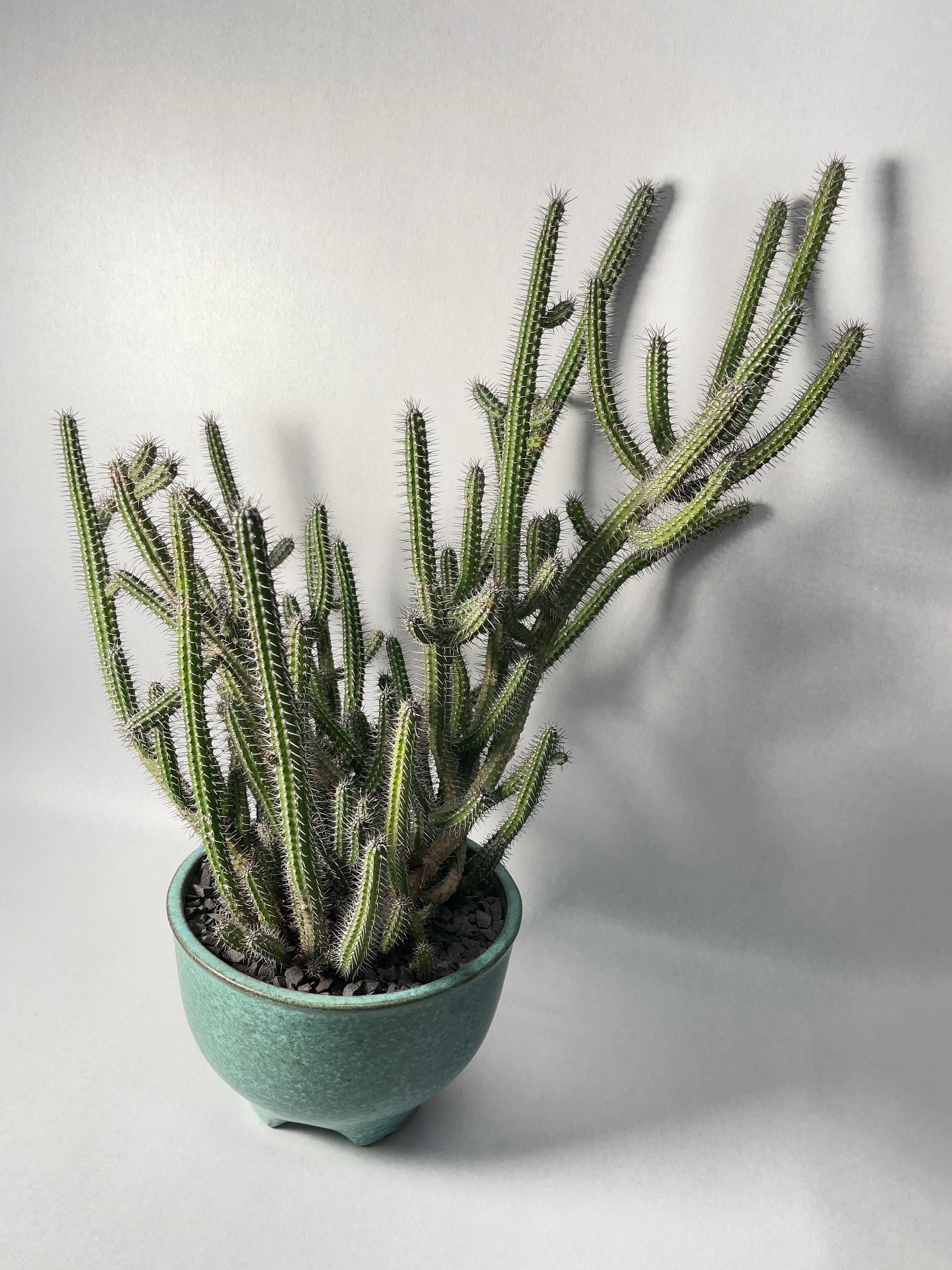 ユーフォルビア　ペルシステンス　2株 ユーフォルビア ペルシステンス 2株