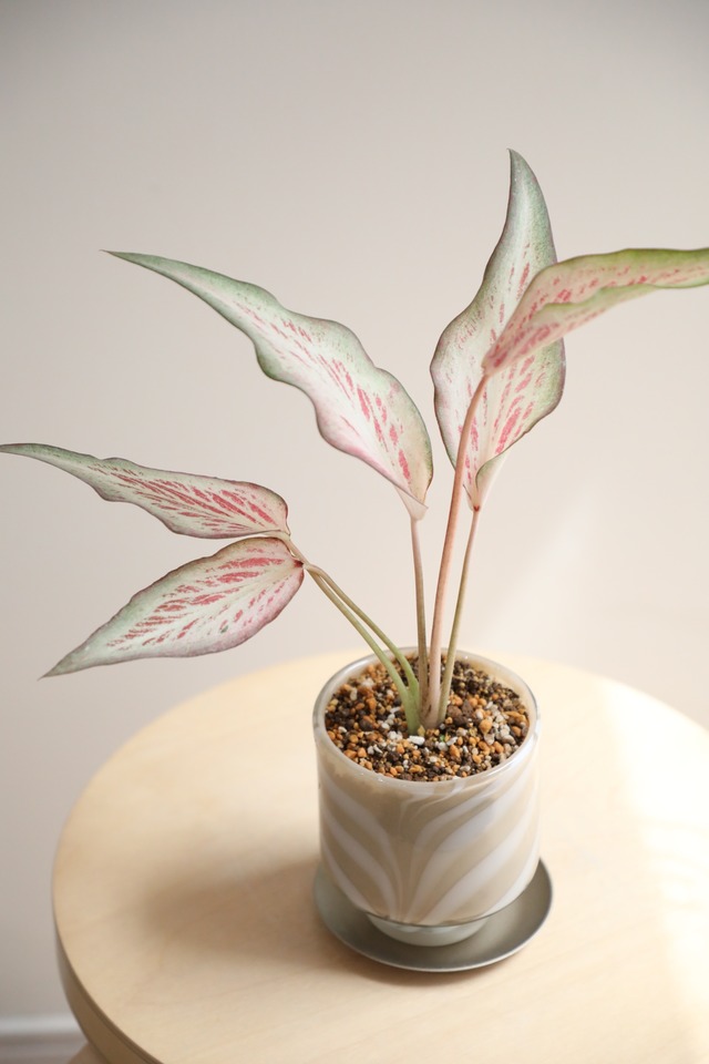 【S】カラジウム ホットハート/Caladium