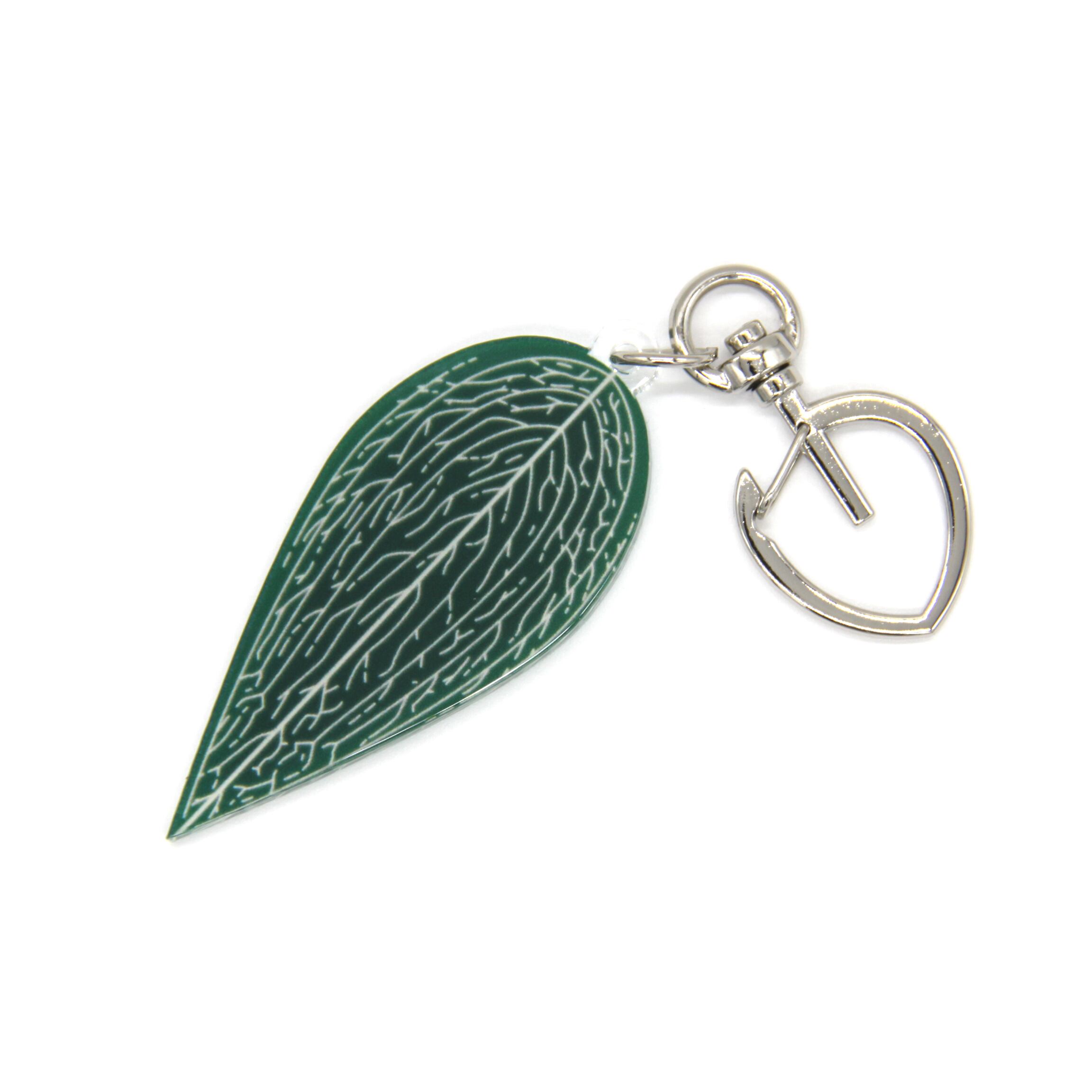 Bucephalandra pubes 