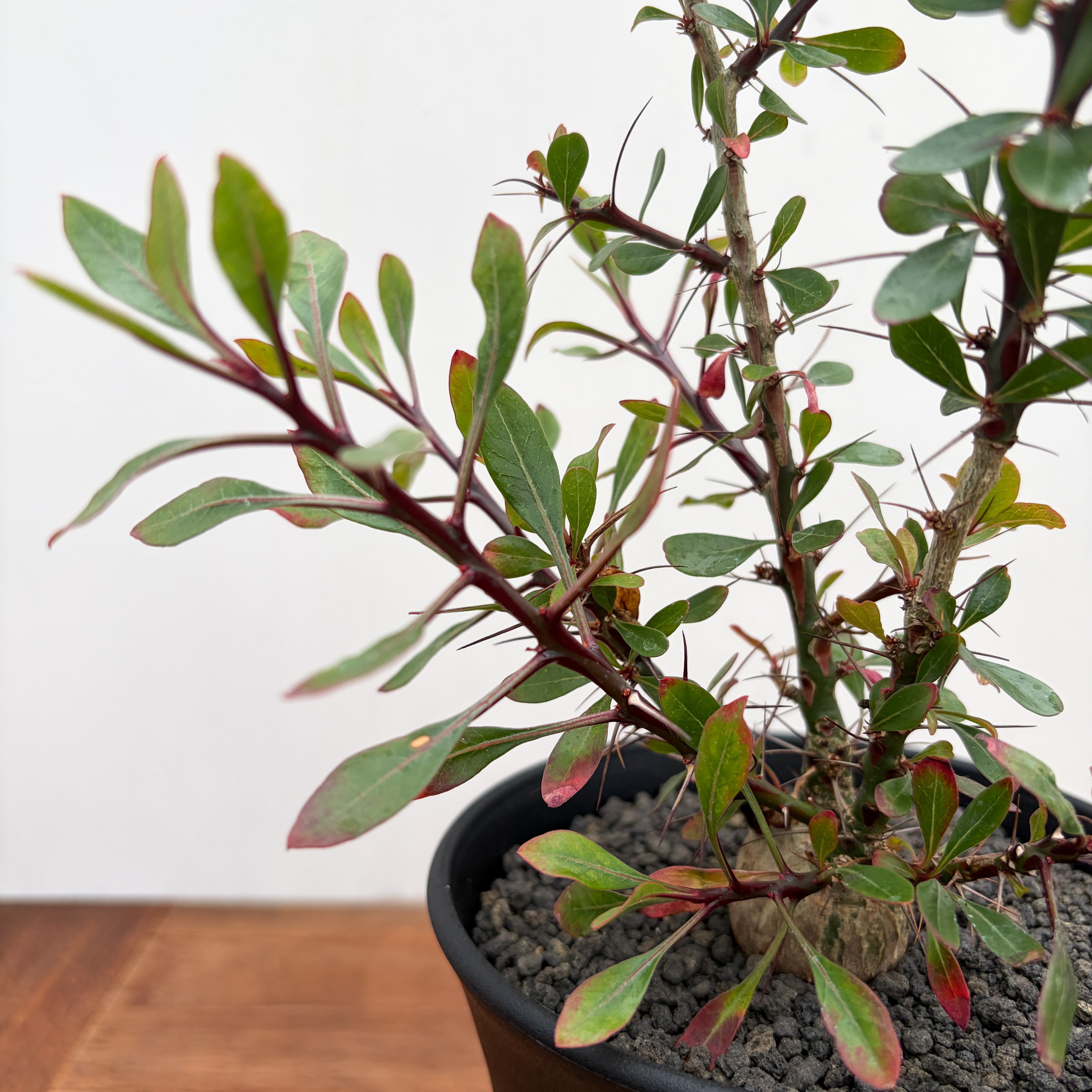 Fouquieria fasciculata【フォークイエリア・ファシクラータ・実生