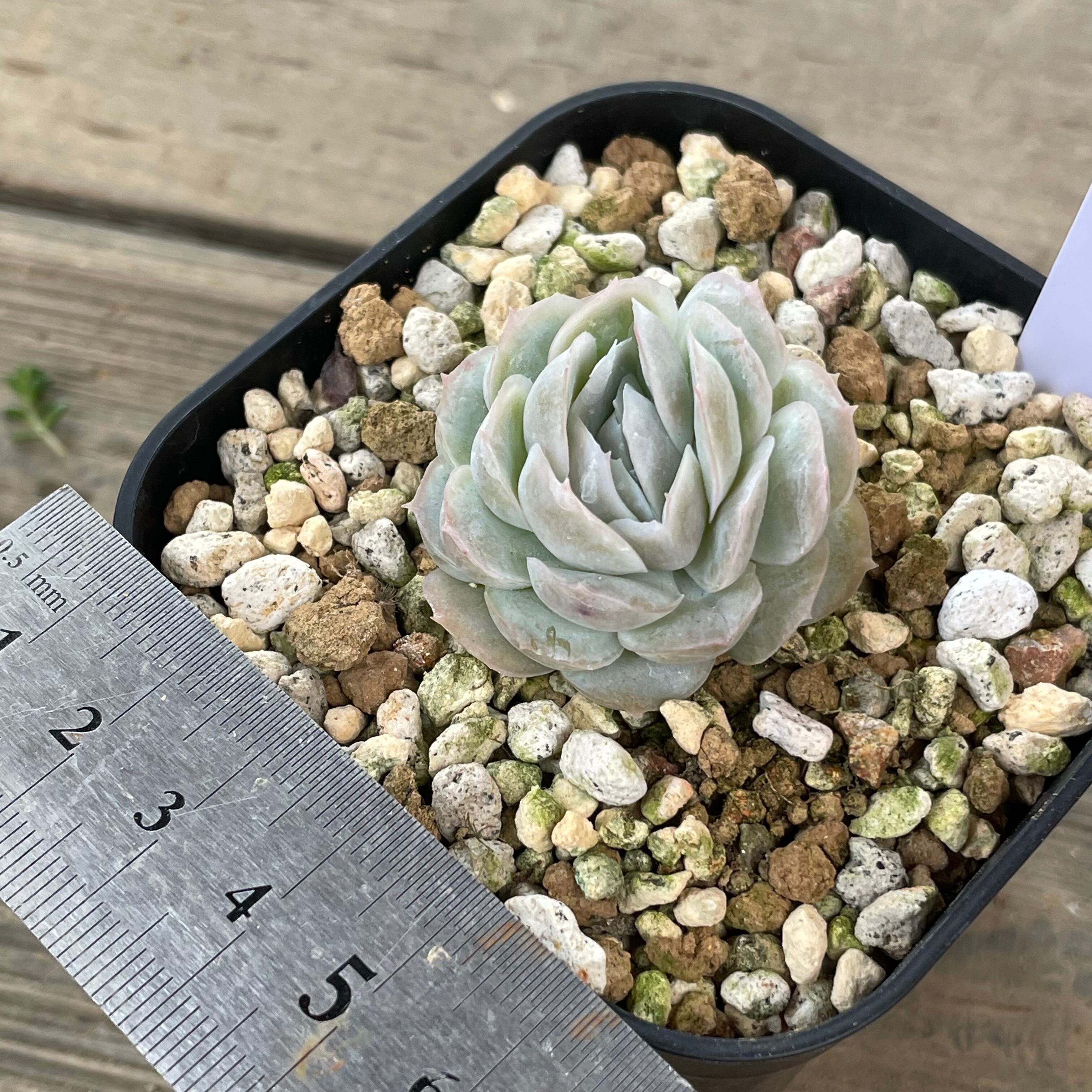 メキシコローズ | RuPo 多肉植物専門店