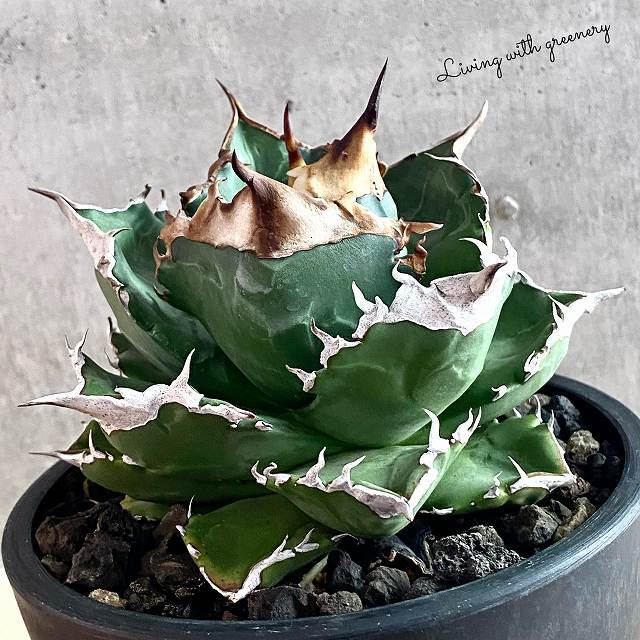 agave titanota white fire/アガベ チタノタ  ホワイトファイヤー【観葉植物】【多肉植物】【インテリア】【鉢込み発送】【発根済】【美株】