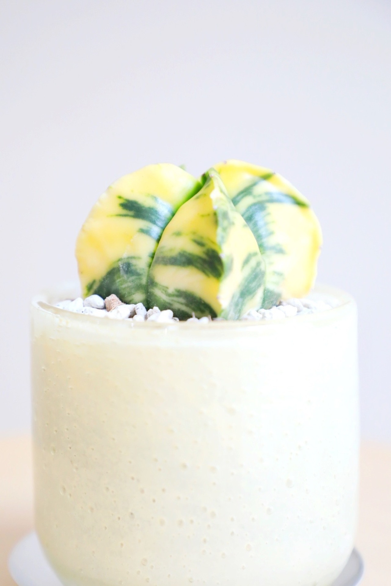 【S】アストロフィツム ヘキラン錦/Astrophytum