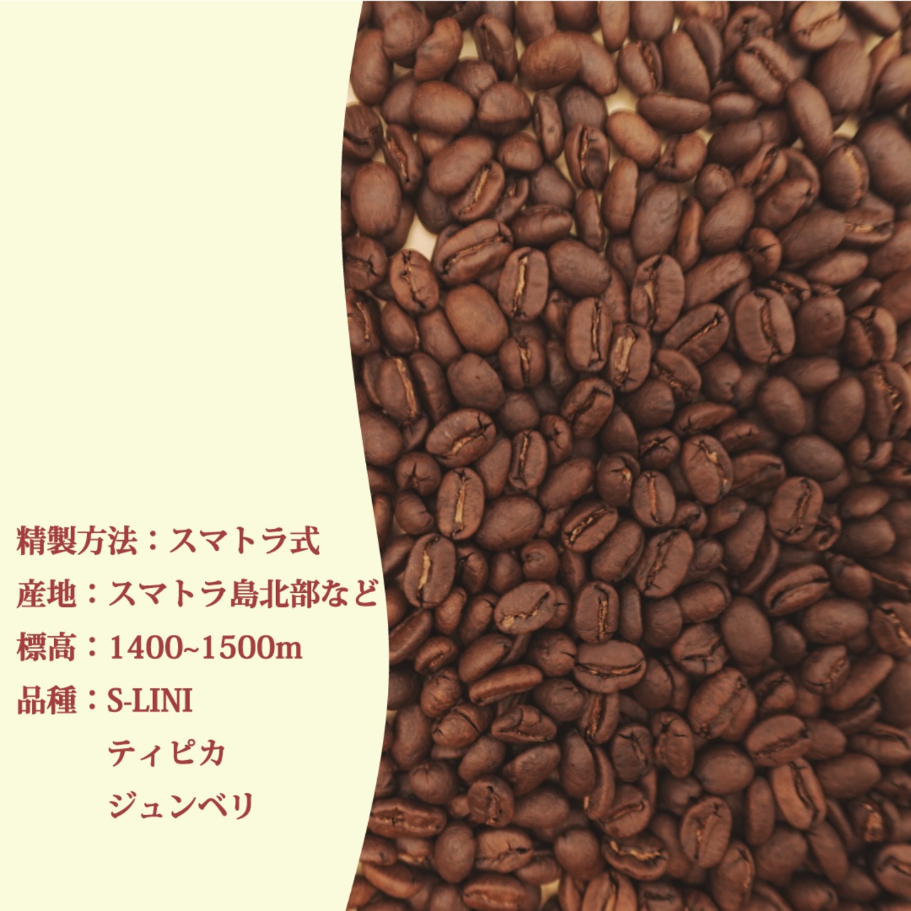 コーヒー豆　中深煎り マンデリンG1 100g