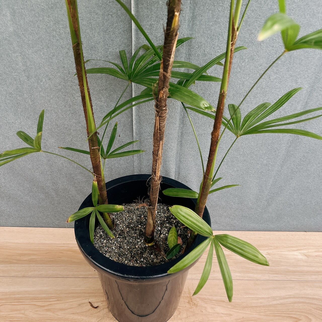 現品］シュロチク 8号 観葉植物 屋外 室内 大型 おしゃれ ヤシ 棕櫚竹