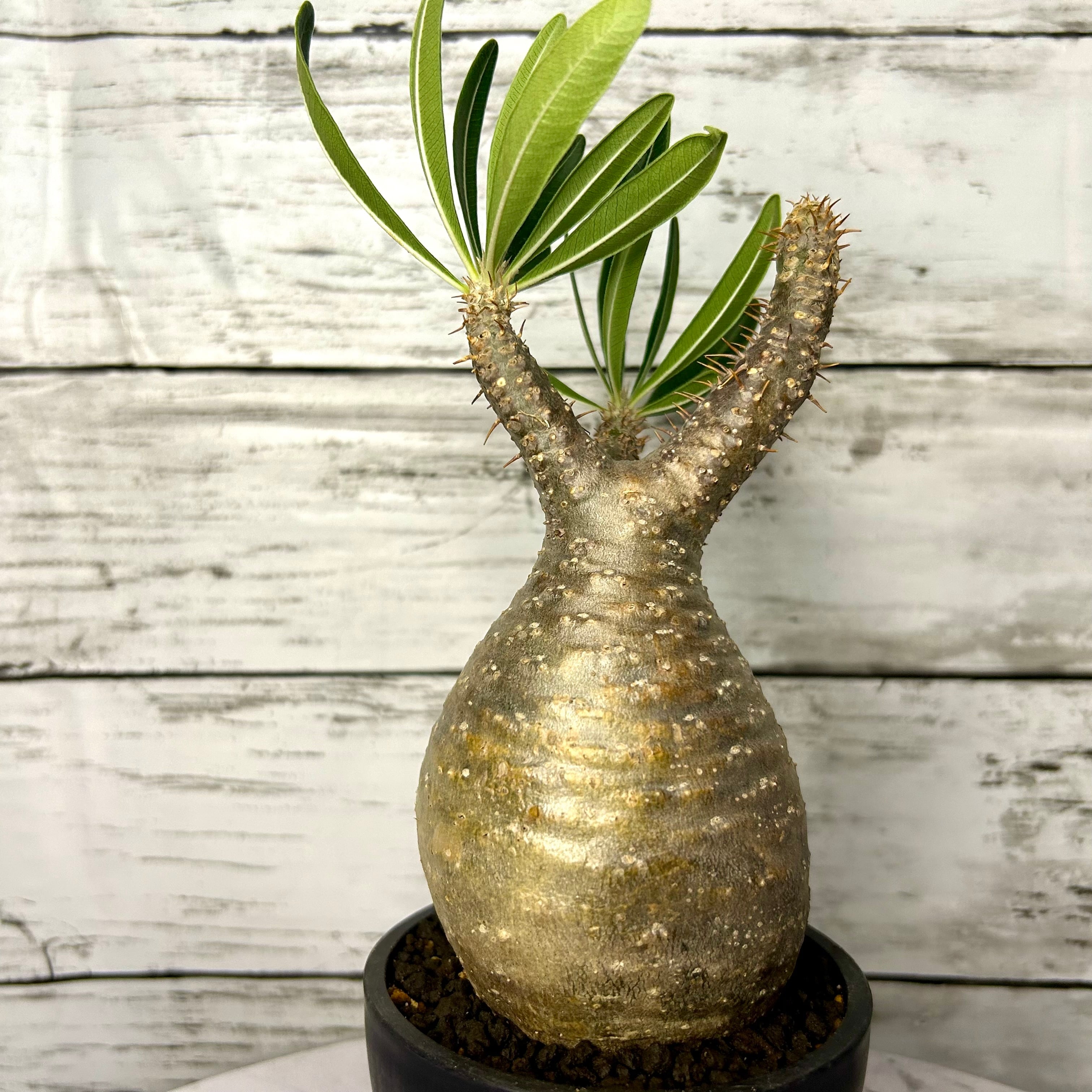 パキポディウムグラキリス 現地株 ベアルート産 塊根植物 |観葉植物 パキポディウムグラキリス 現地株 ベアルート産 塊根植物 |観葉植物