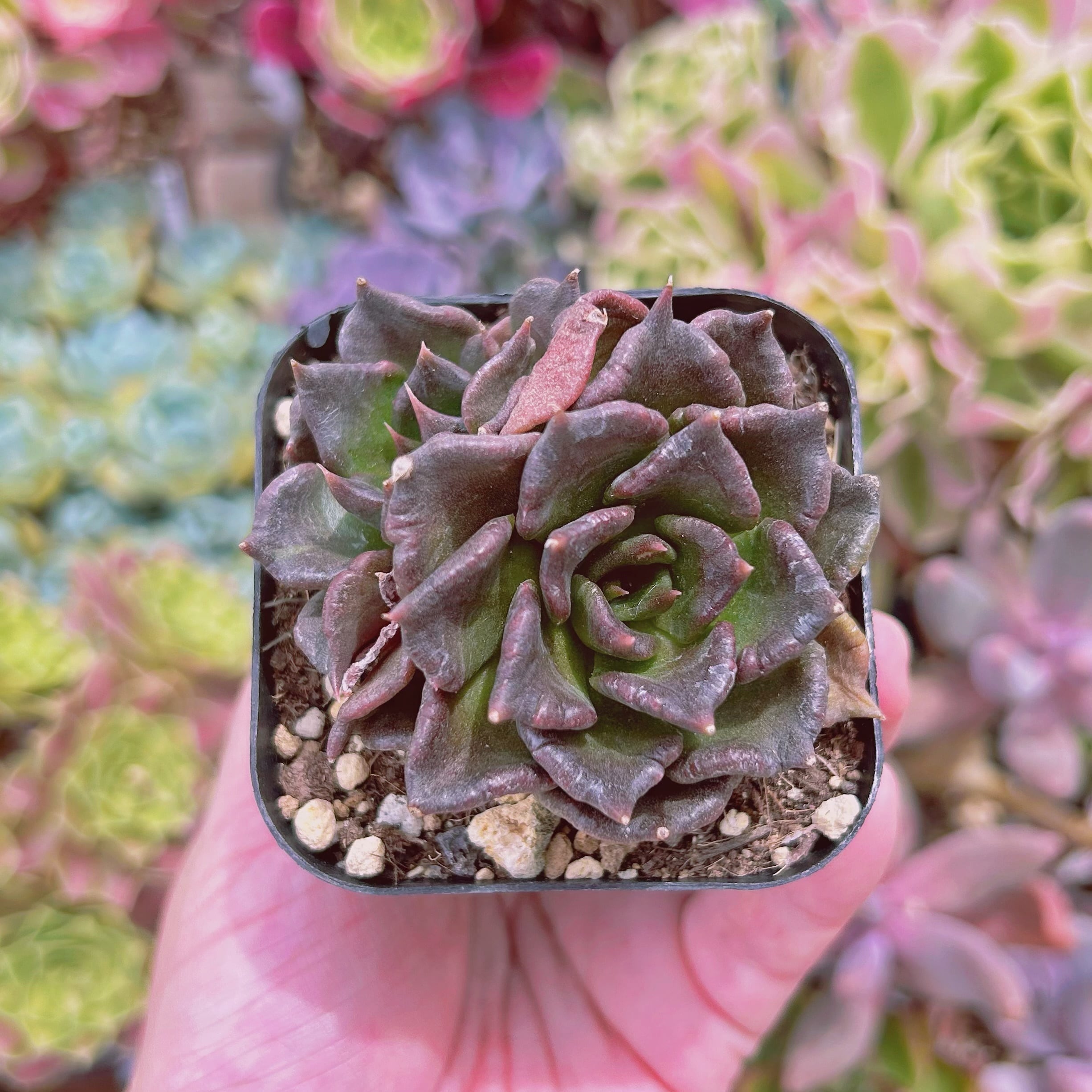 #660現物　多肉植物　ブラックマディバ　抜き苗