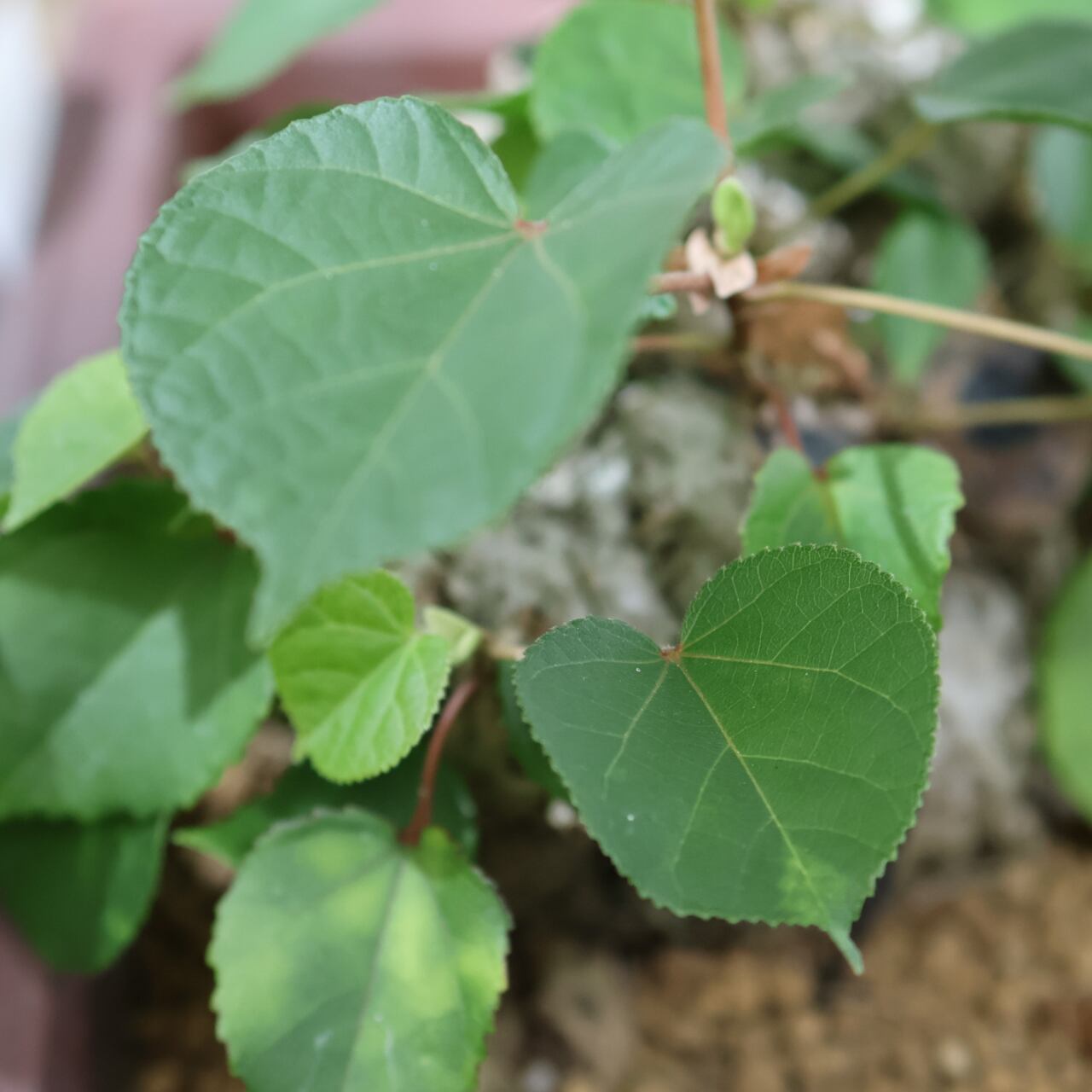 375 南国の風を宿す『琉球盆栽 オオハマボウ』観葉植物 【送料無料