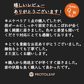 ユーフォルビア・ゴルゴニス【355】