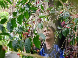 ラオスのカスカラ昼下がりエール【6本セット】