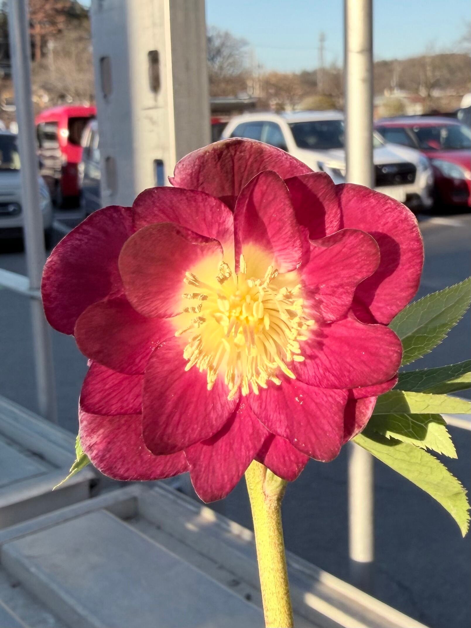 クリスマスローズ　ddレッドリバーシブル底白　加藤農園 7361 ddレッドクリスマスローズ開花加藤農園