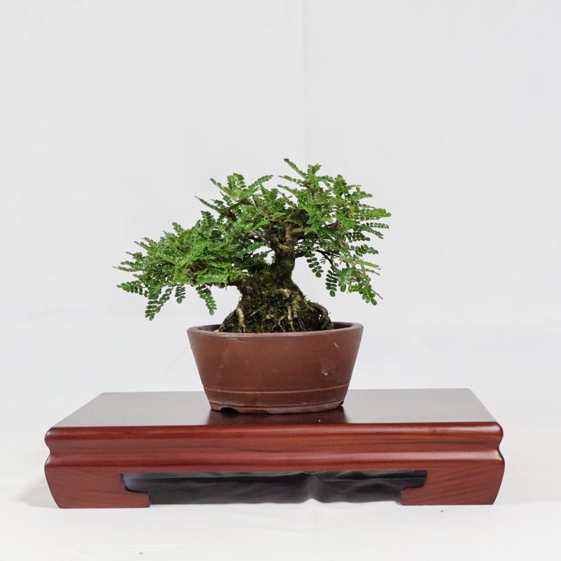 磯山椒盆栽（KM-002） | 和の暮らし盆栽店 | 公式オンラインショップ