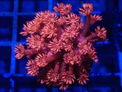 【現状ラスト1個体】RedGlitterGoniopora FromAustralia