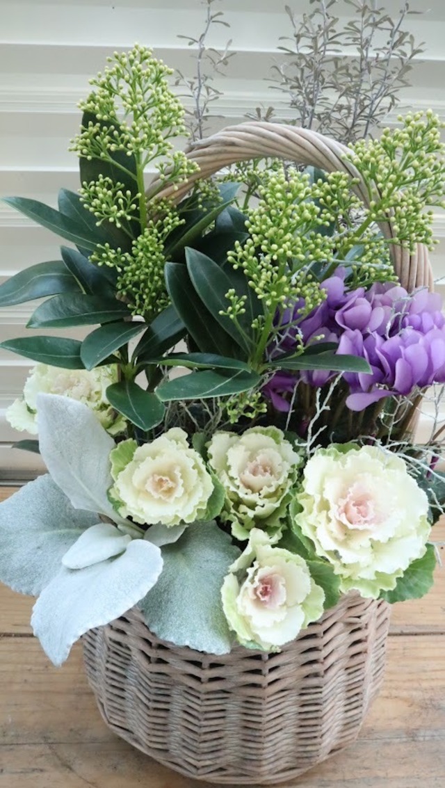 スキミア『ホワイトグローブ』の寄せ植えバスケット