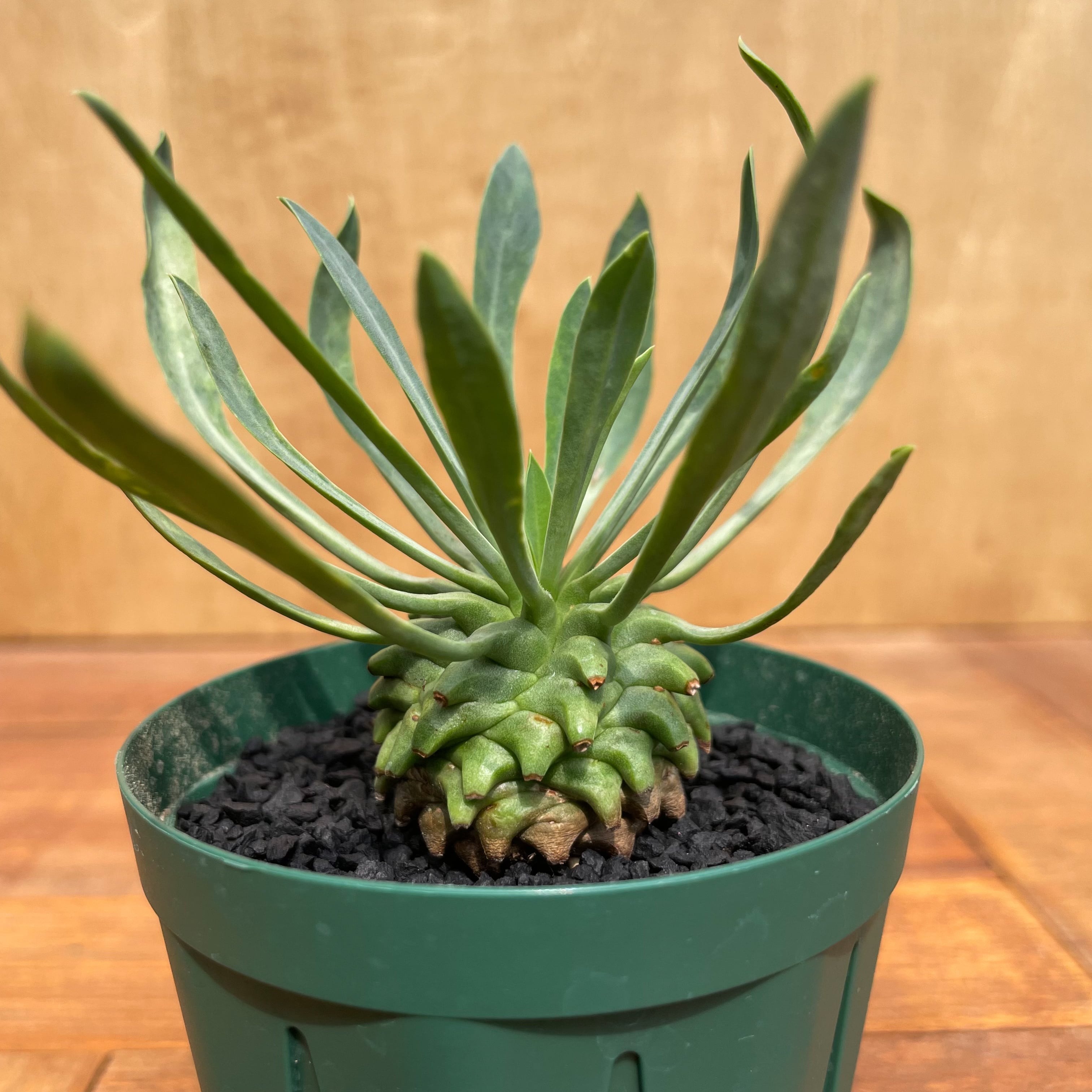 Euphorbia Neo Sasagani-Tekkou【ユーフォルビア・笹蟹鉄甲】 | RIMO'S