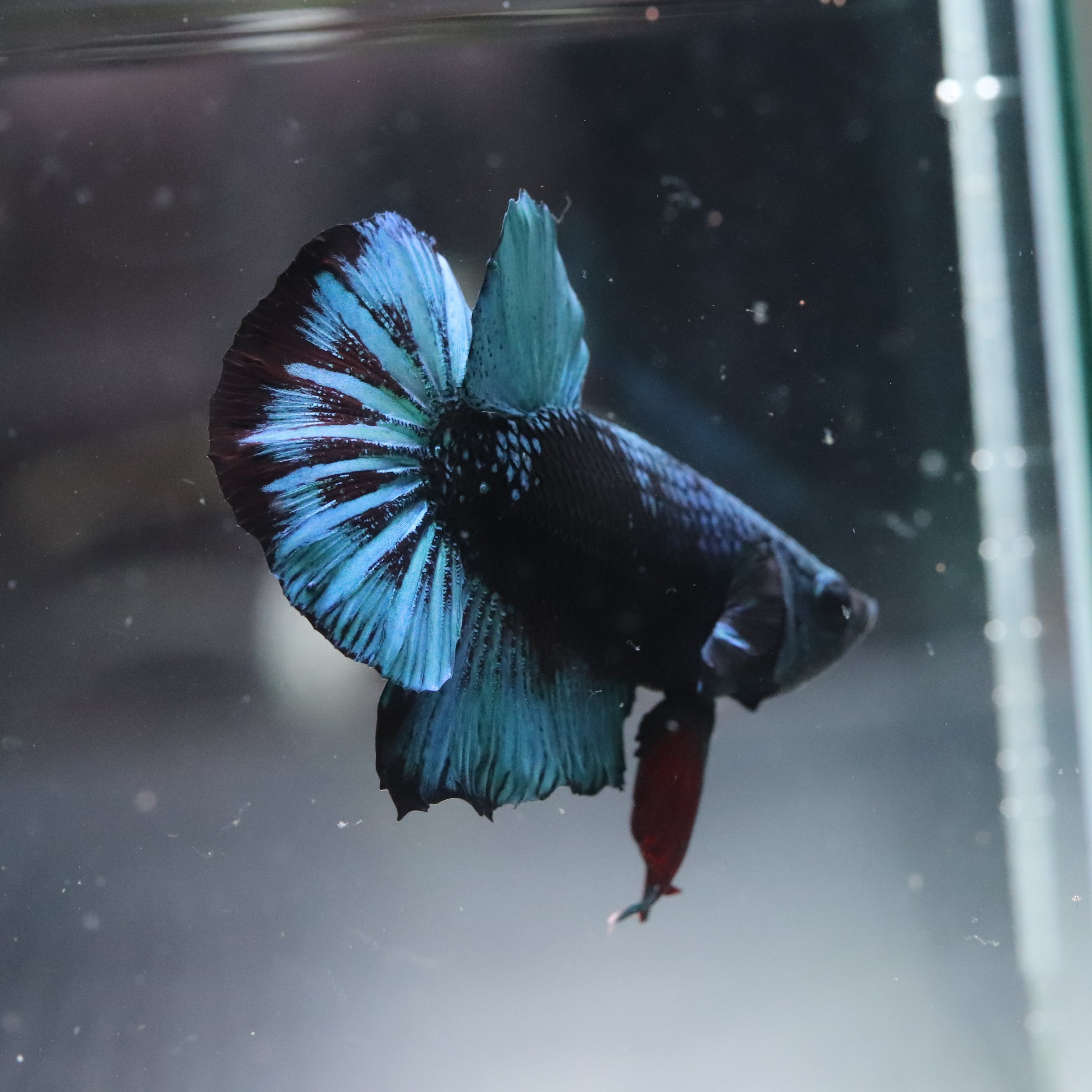CERAPHICいきもの電球』5000K | aquarium shop earth