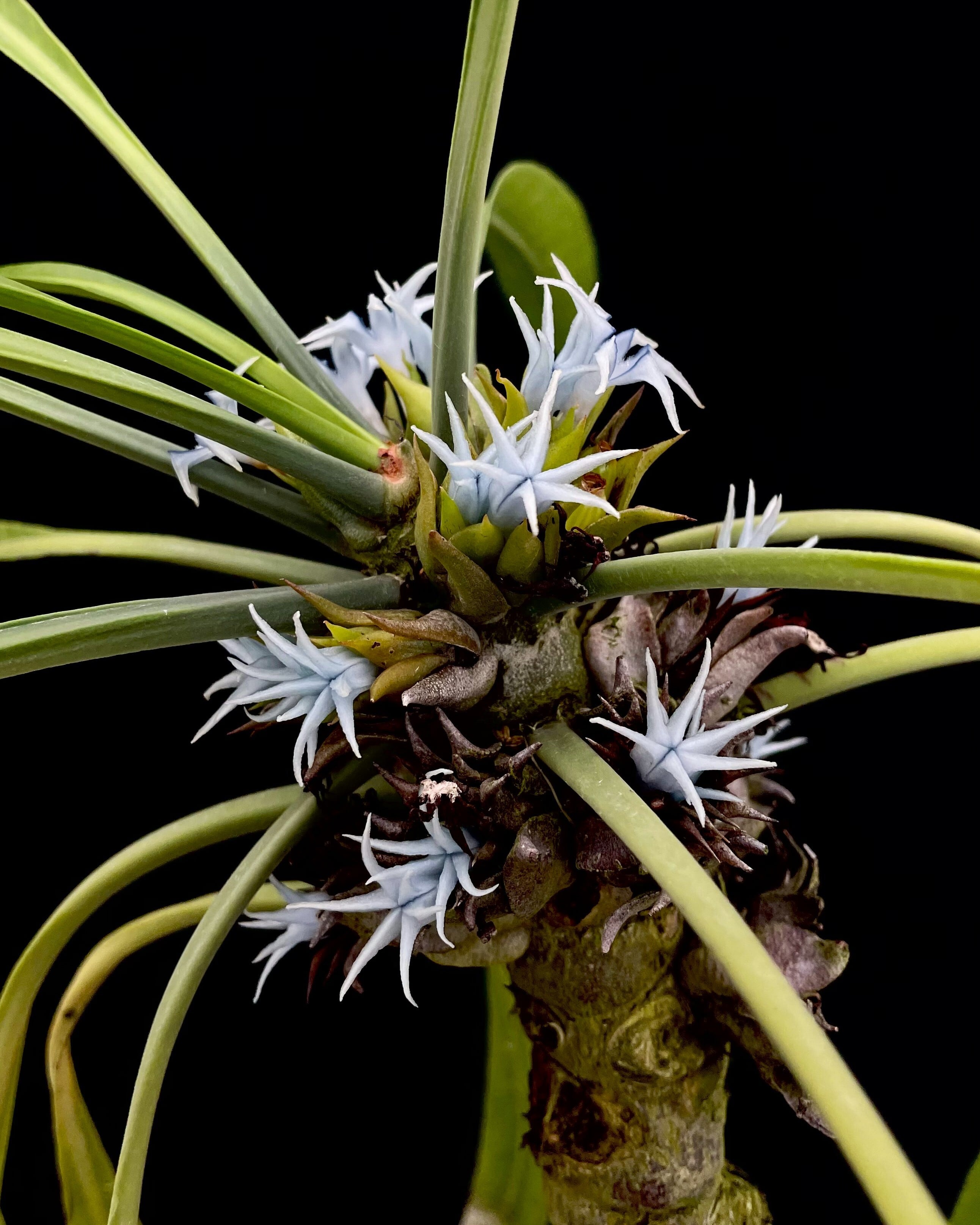 Myrmephytum longissimum (nomen nudum) Urubika | 伊藤蟻植物農園