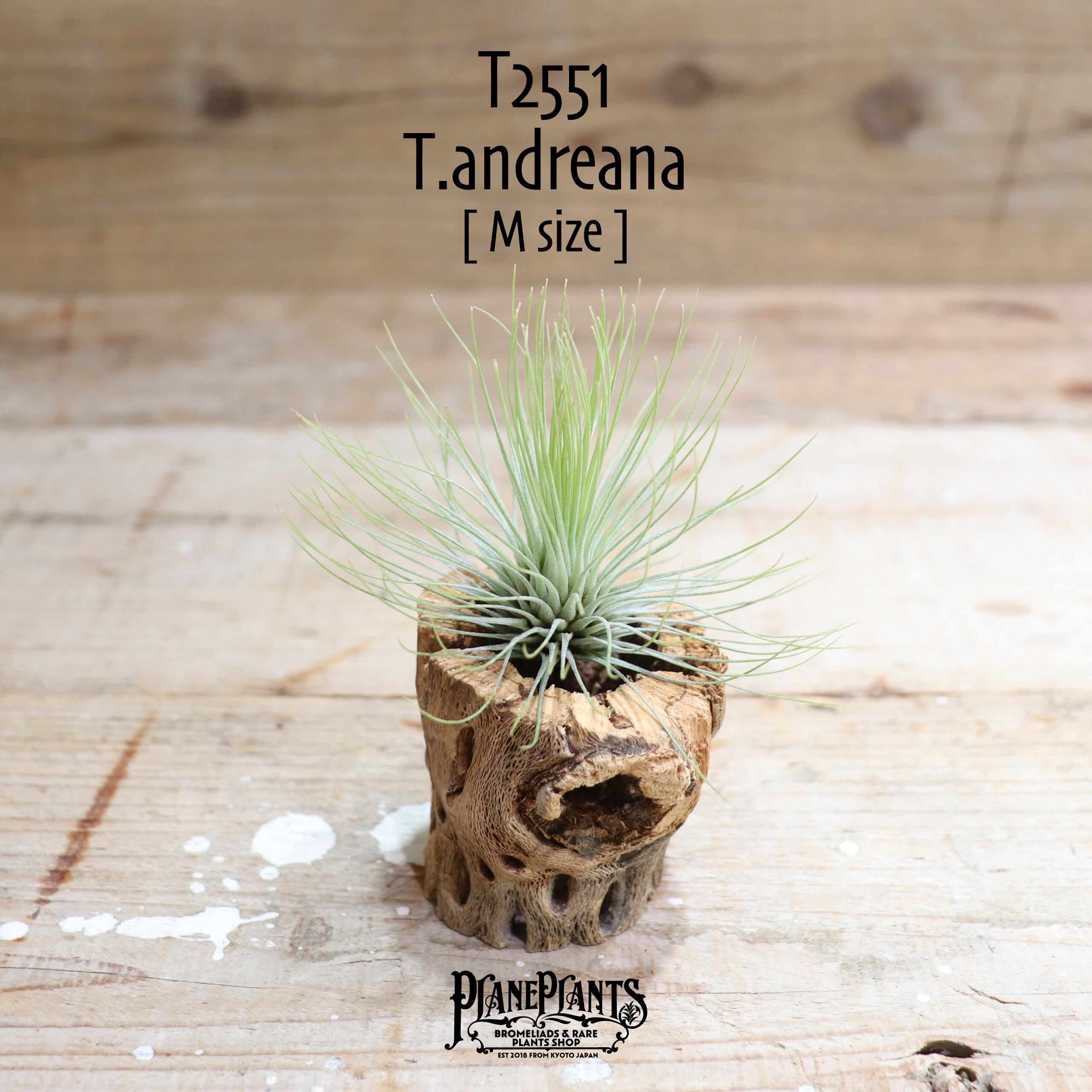 【送料無料】アンドレアナ M〔エアプランツ〕現品発送T2551