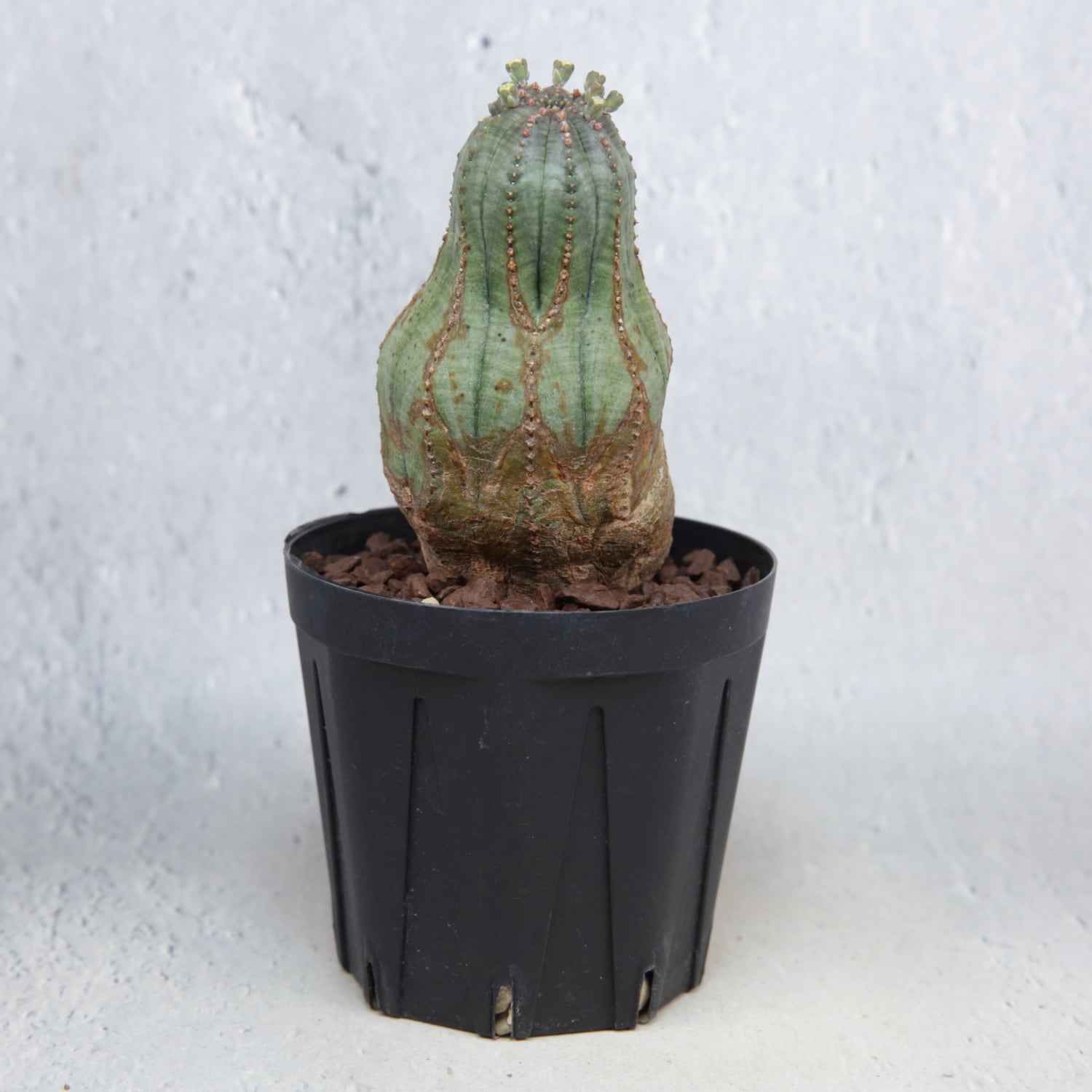 オス株 異型 捻じれ モンスト マイクロオベサ / ユーフォルビア