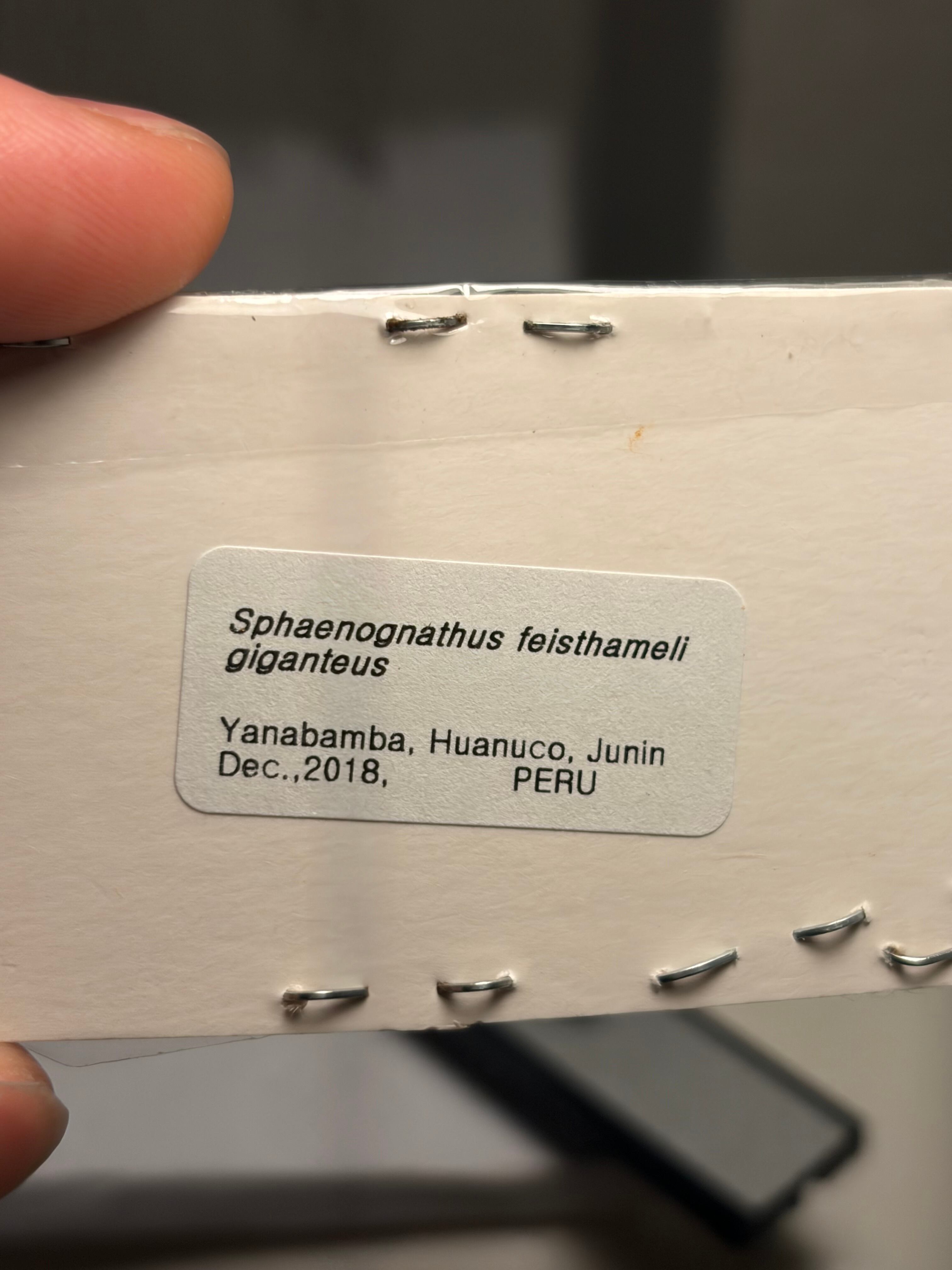 顎緑77mm】ギガンテウスシワバネクワガタ 昆虫標本 ニジイロクワガタ