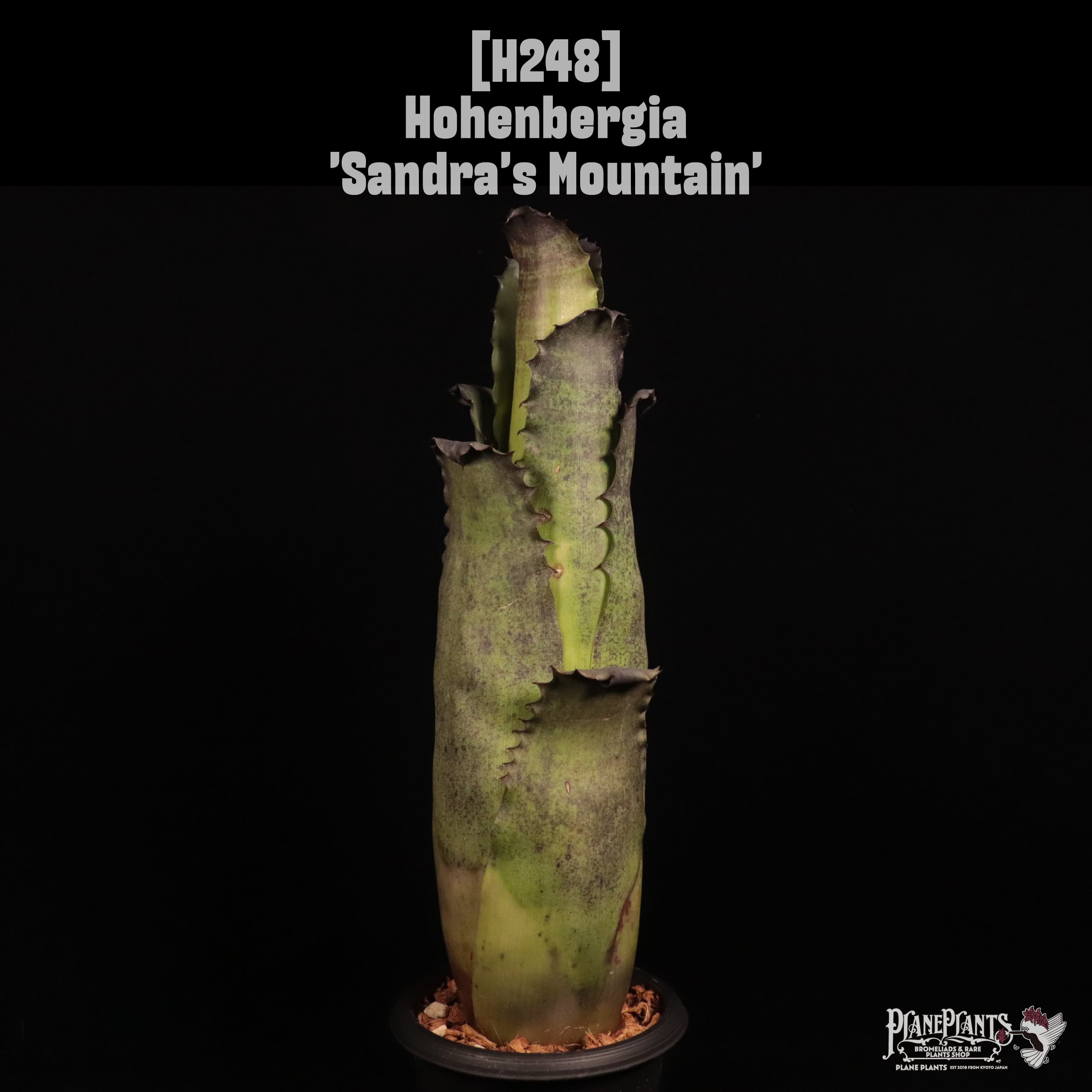 送料無料】 Hohenbergia leopoldo-horstii Black form〔ホヘンベルギア