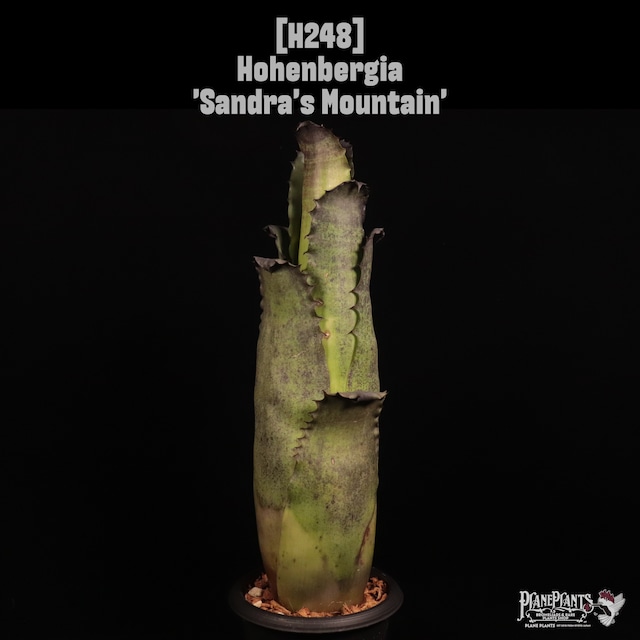 Hohenbergia 'Karla'〔ホヘンベルギア〕H240
