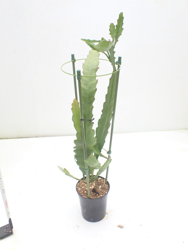 【今春開花見込み商品】Epiphyllum hybrid 'Fruhlings Gold'　鉢直径１１．５cm　あんどん仕立て　１０．５ｃｍＰＯＴ　３．５号鉢