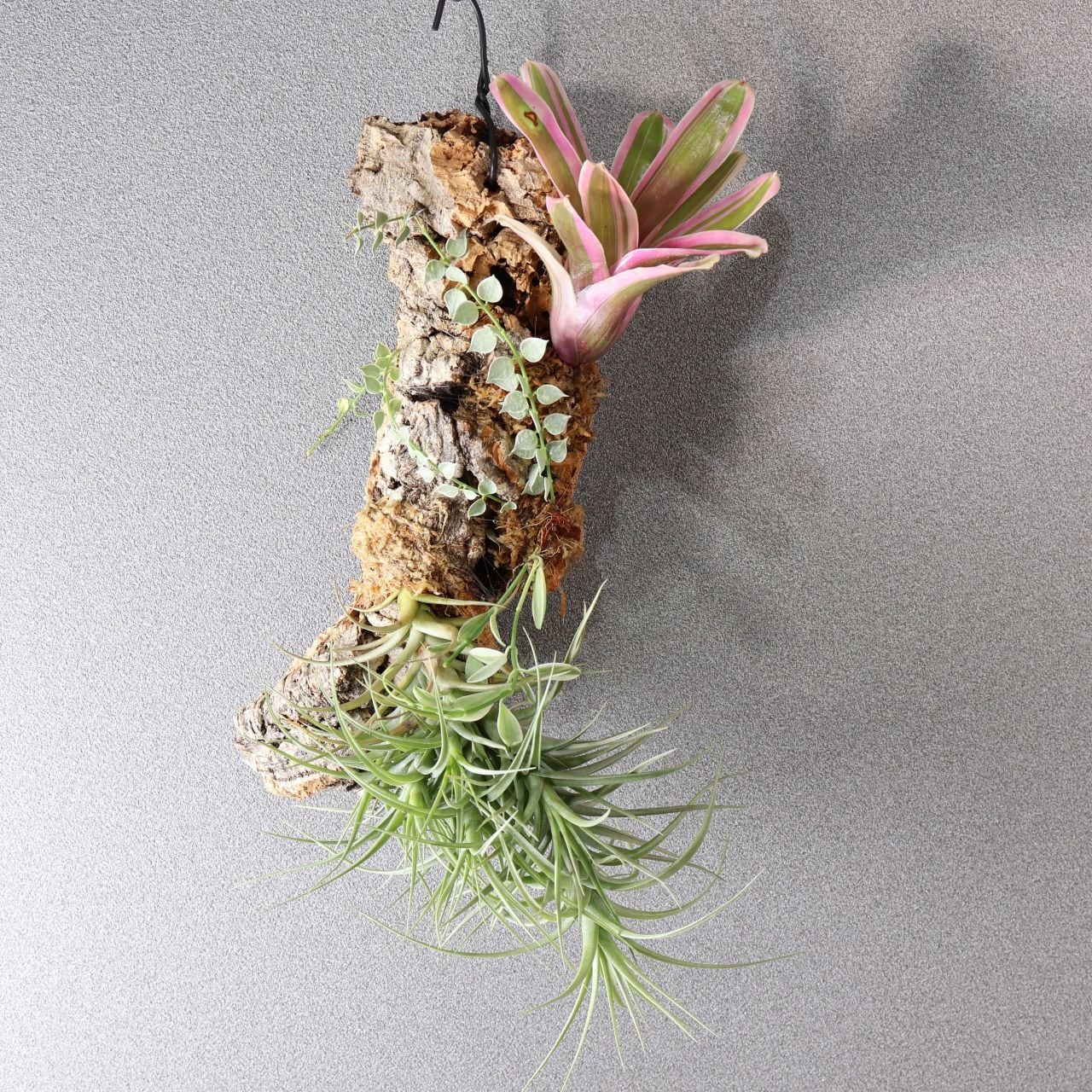 366 色とりどり、着生植物のアート『チランジア ベルゲリー