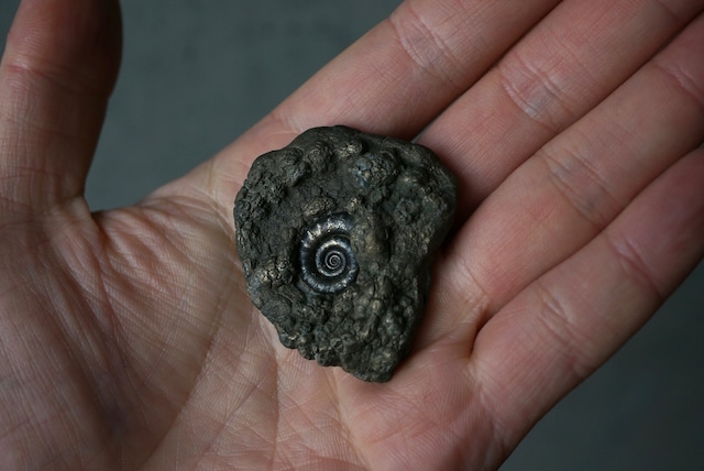 イギリス産黄鉄鉱化アンモナイト  Pyritized Ammonite 1896
