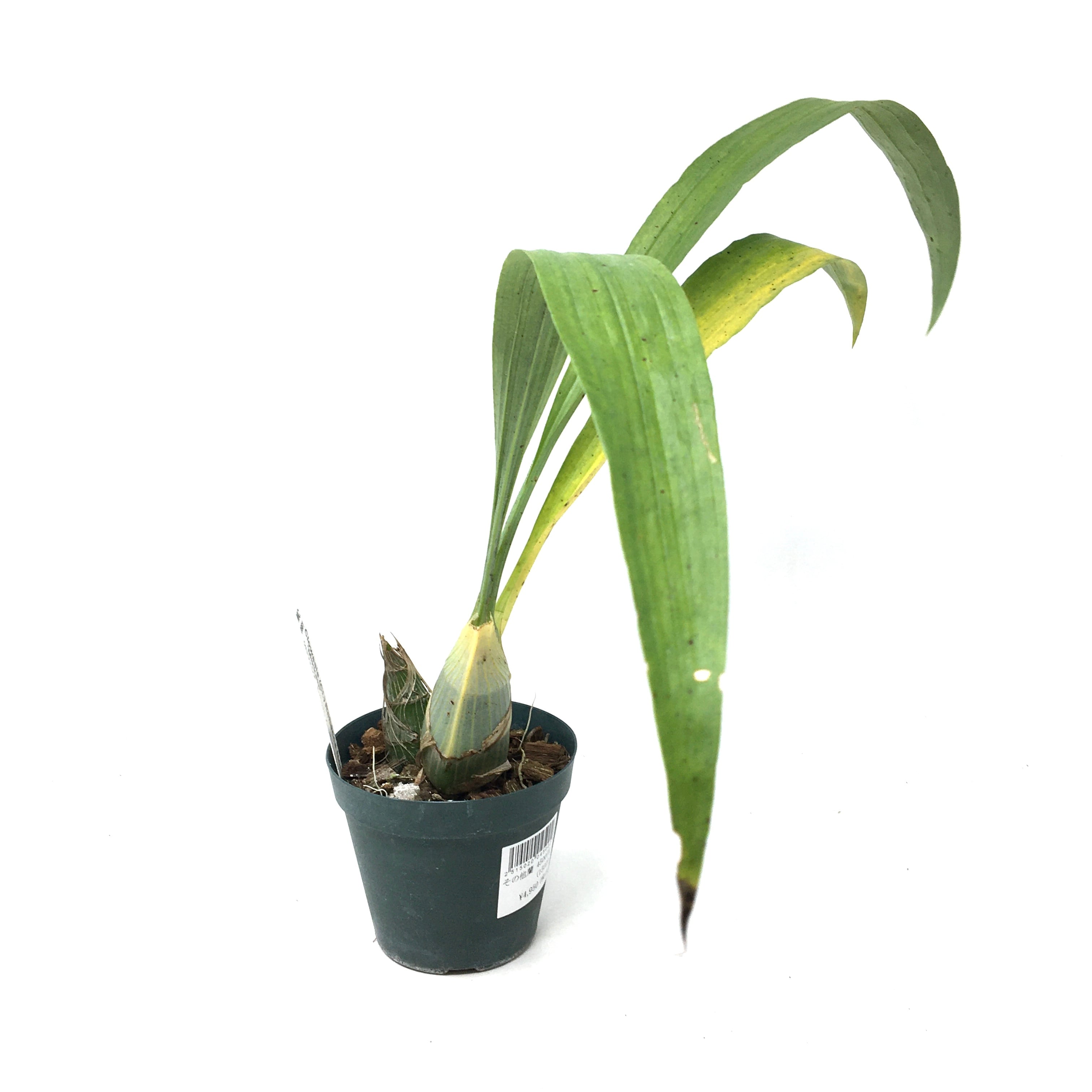 洋ラン　タケノコ蘭　クロウェシア　レベッカノーザン【匿名配送】 クロウェシア レベッカ ノーザン 'ミッカビ' Clowesia Rebcca Northen