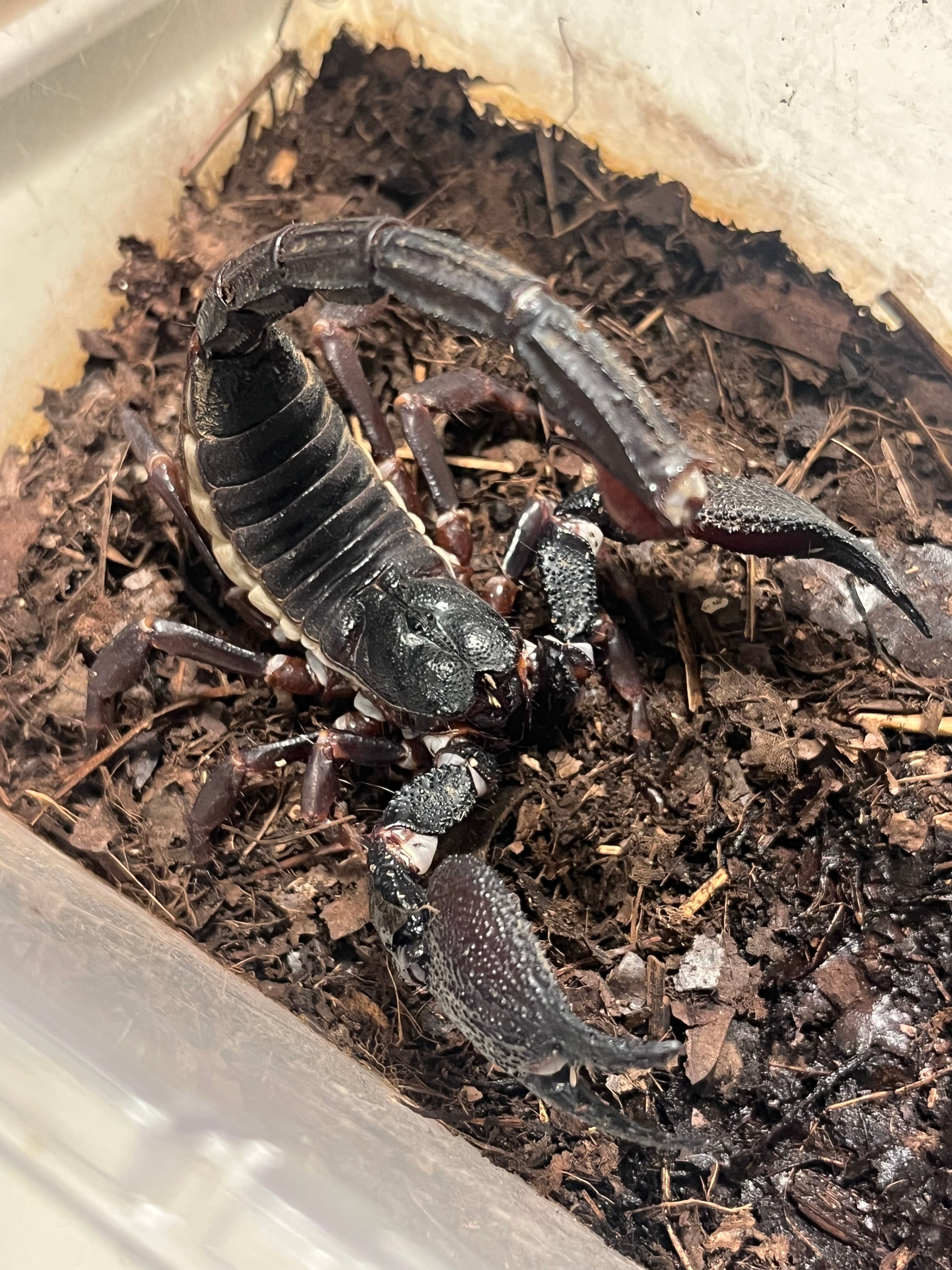 ブラッドレッドヒヨケムシ Dinorhax rostrumpsittaci 奇蟲標本 標本