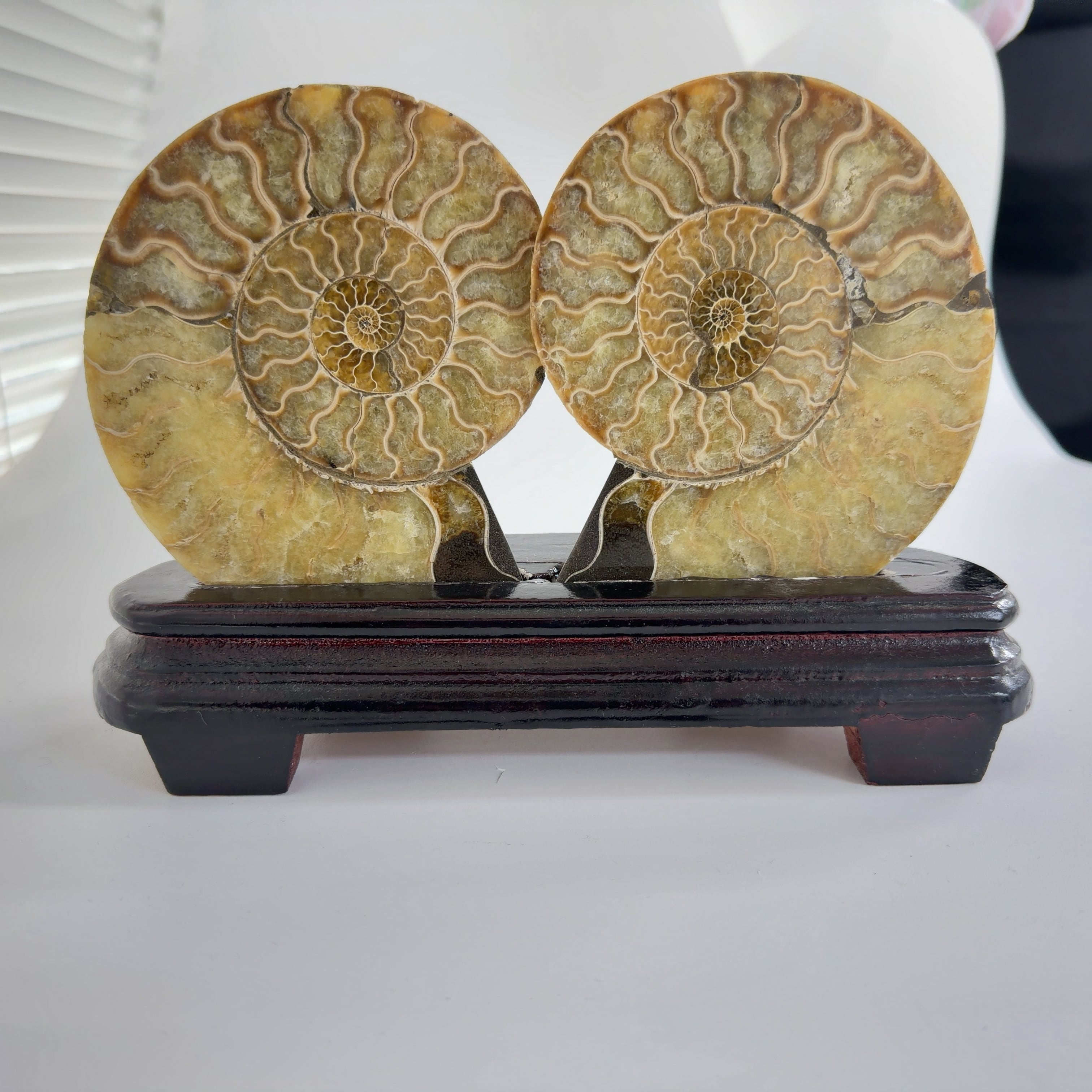 化石]アンモナイト（菊石） | クリスタル・ワールド御徒町店