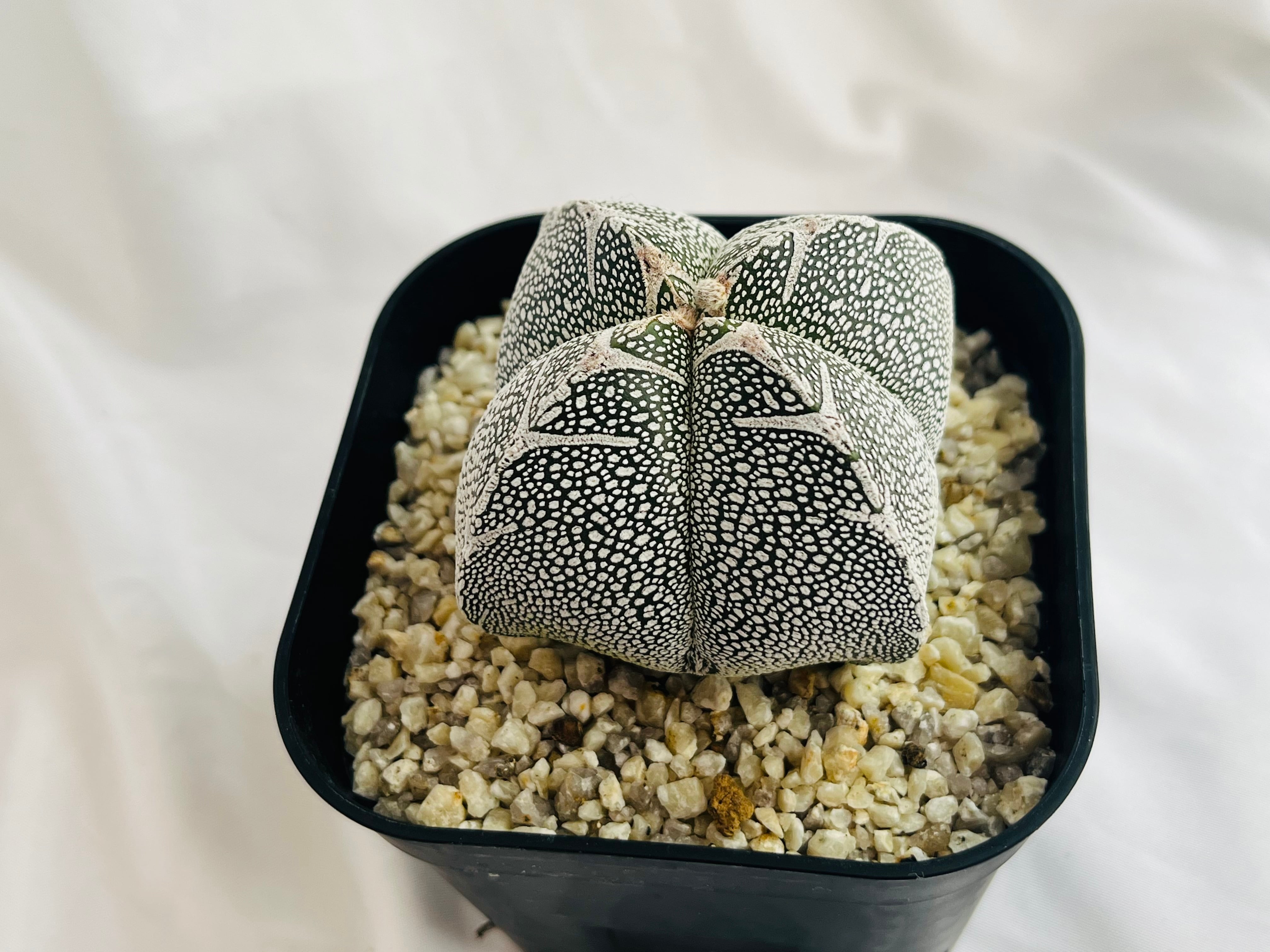 Astrophytum myriostigma アストロフィツム ランポー玉 恩塚鸞鳳玉